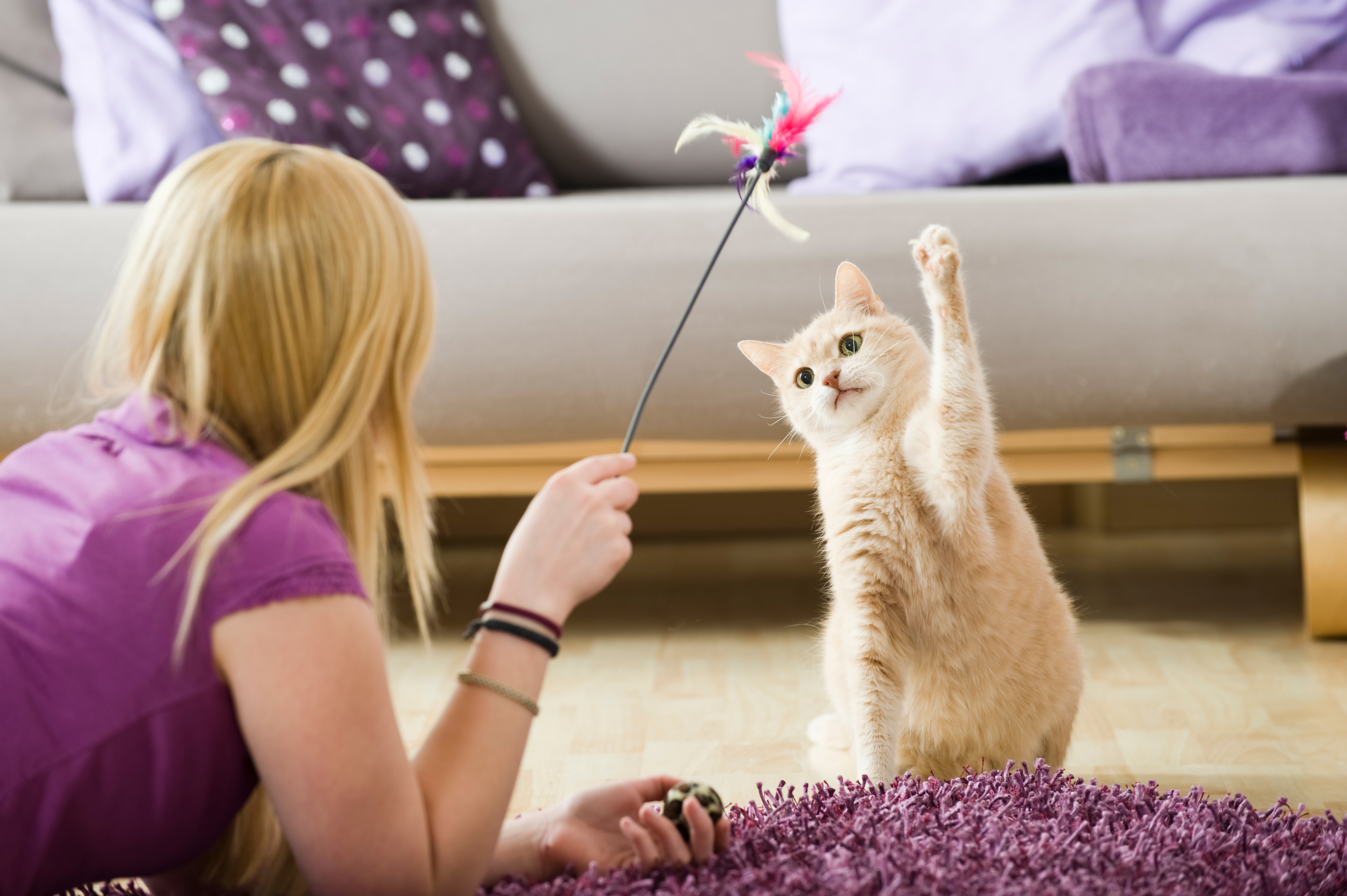 Imagem de um gato sentado com uma das patas dianteiras erguidas, tentando pegar a varinha com penas na ponta, enquanto sua tutora, deitada no chão, a levanta com uma das mãos. Ao lado deles, um tapete, e ao fundo, um sofá com almofadas.