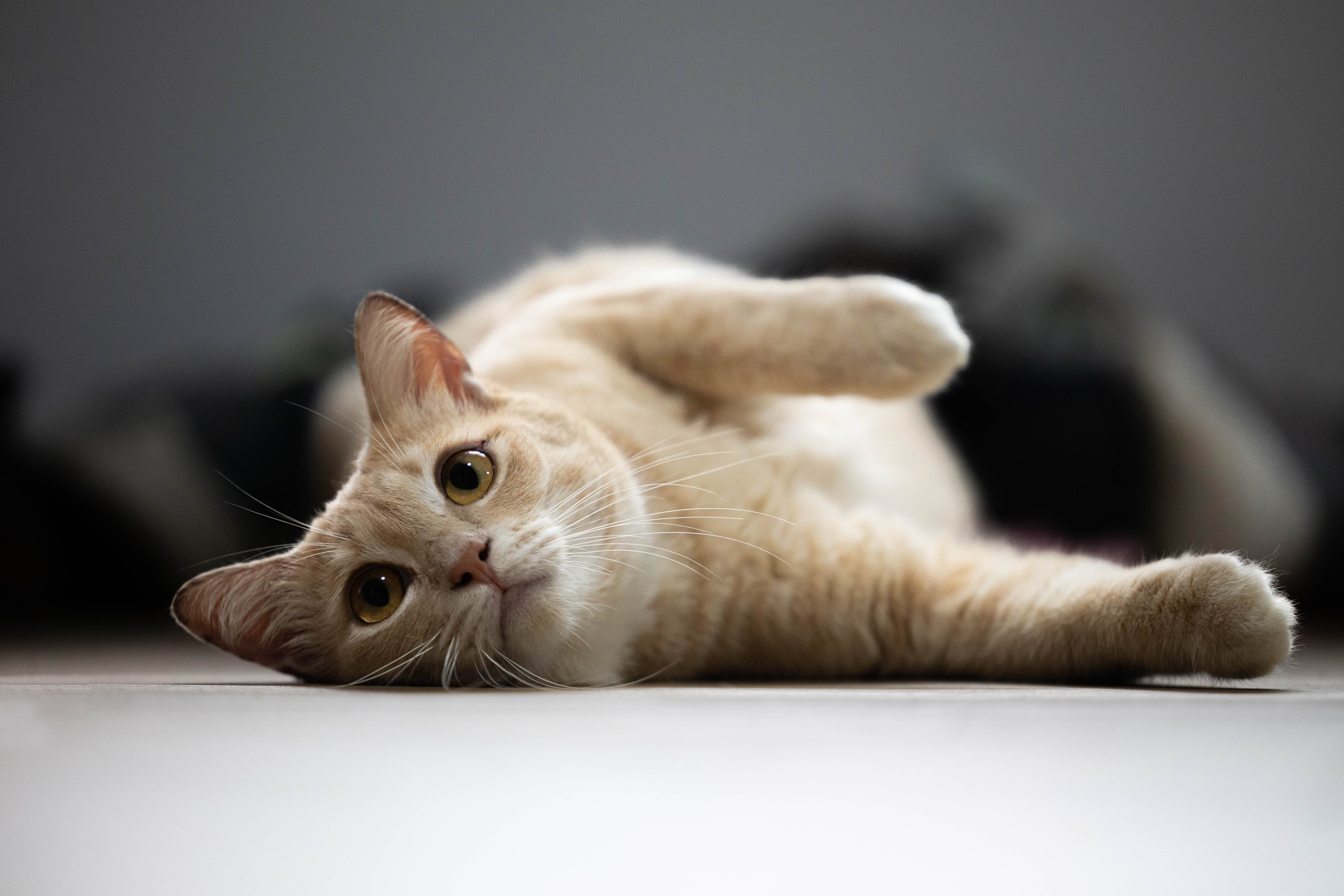 Gato malhado de pelagem clara, deitado de lado em superfície lisa, com olhos grandes e expressivos, em um ambiente com fundo desfocado.