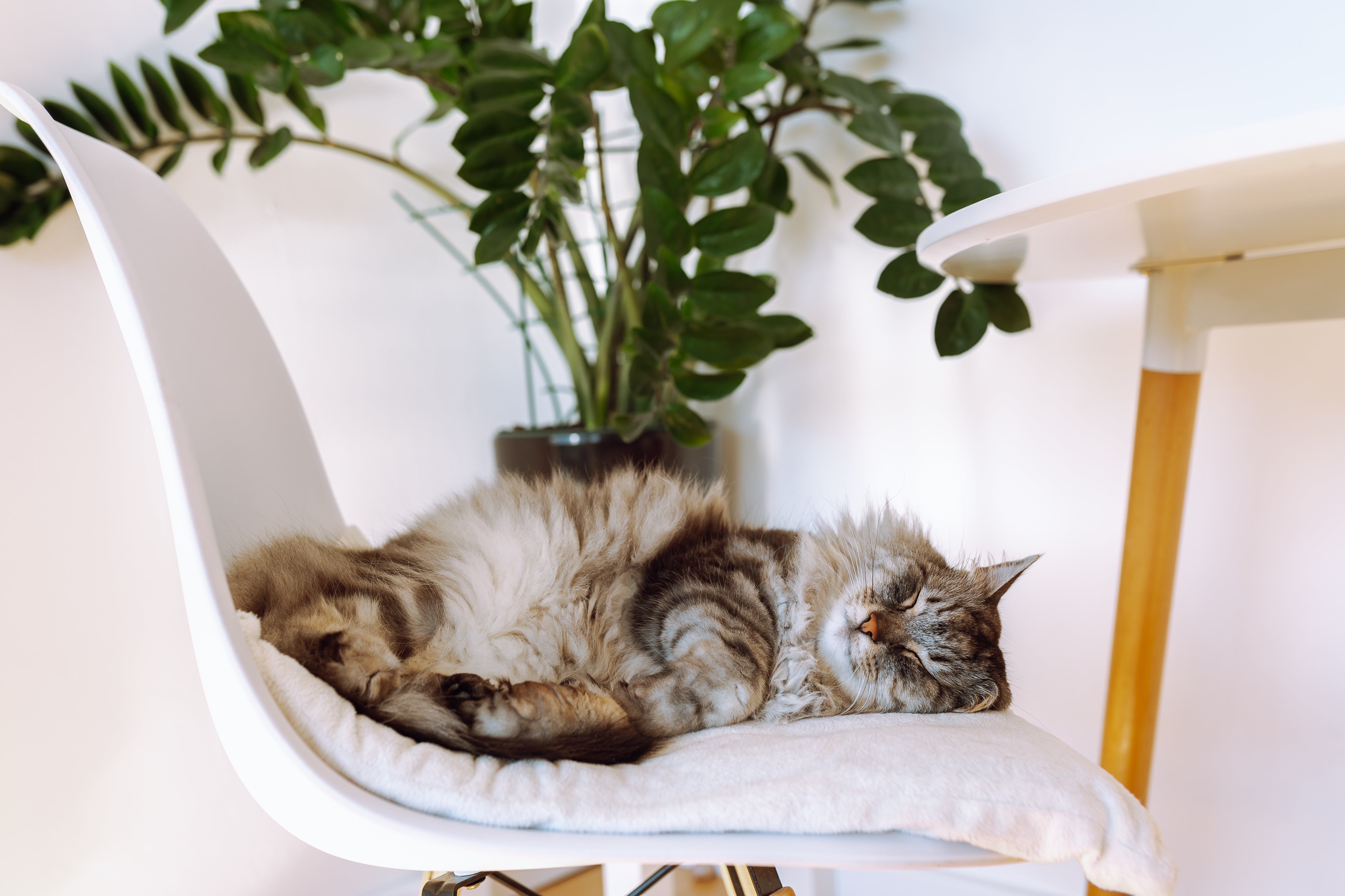 Gato da raça Maine Coon dormindo em uma cadeira branca em cima de almofada, ao lado de uma planta e de uma mesa branca.