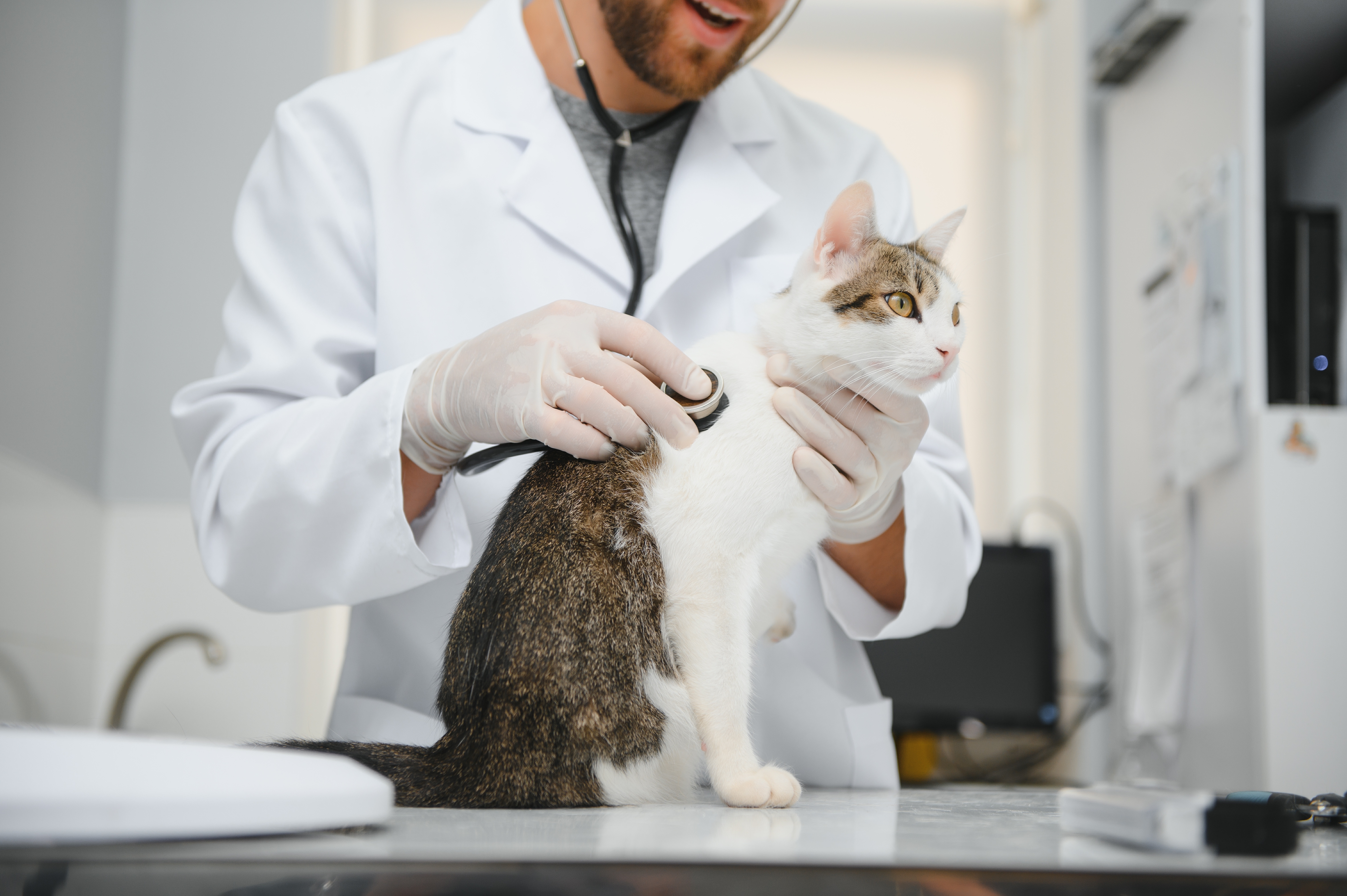Veterinário de jaleco branco e luvas examinando com seu estetoscópio um gato da raça Egeu que está sentado na mesa do consultório.