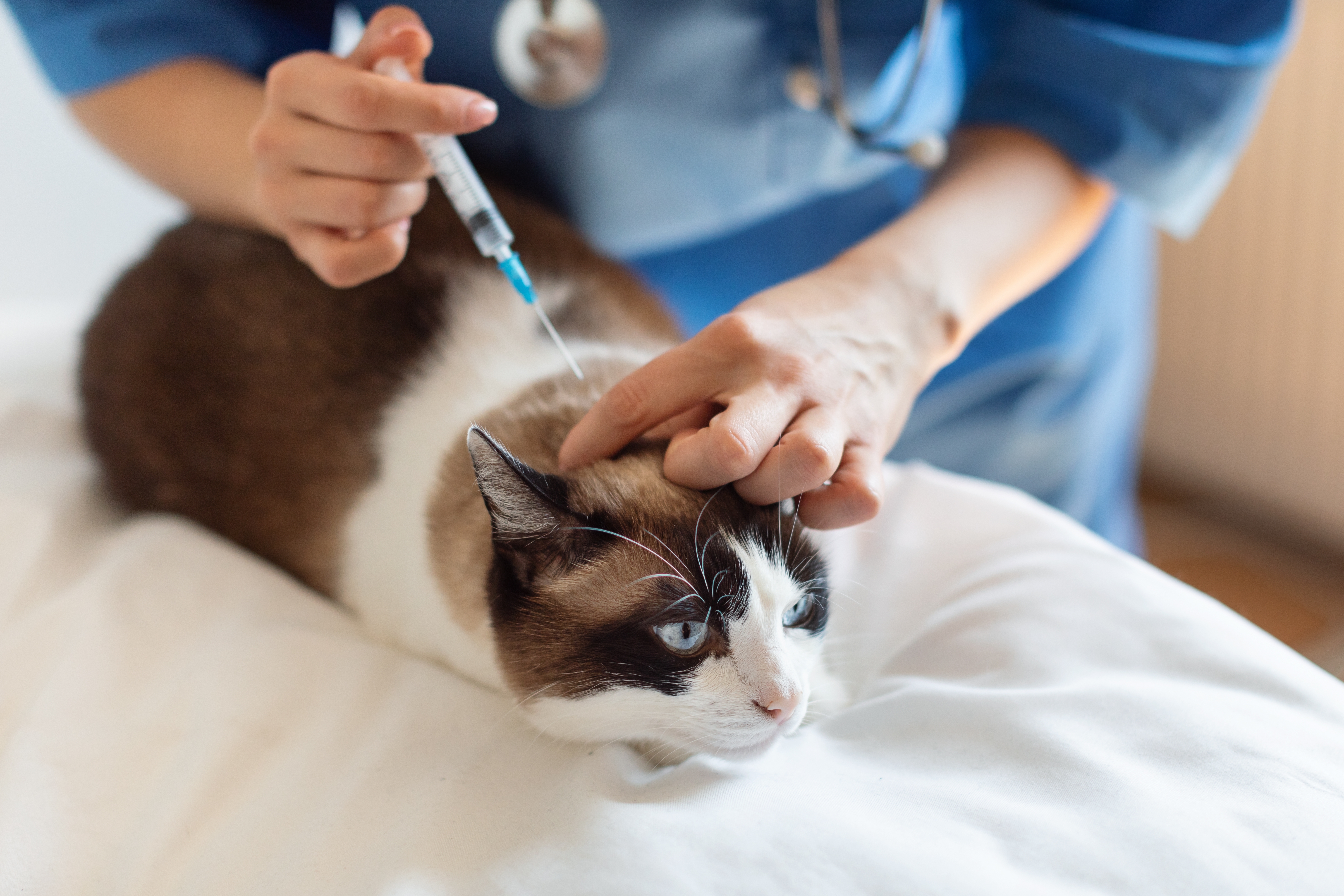 Veterinária de uniforme injetando vacina em gato da raça Snowshoe que está deitado em uma maca acolchoada branca.