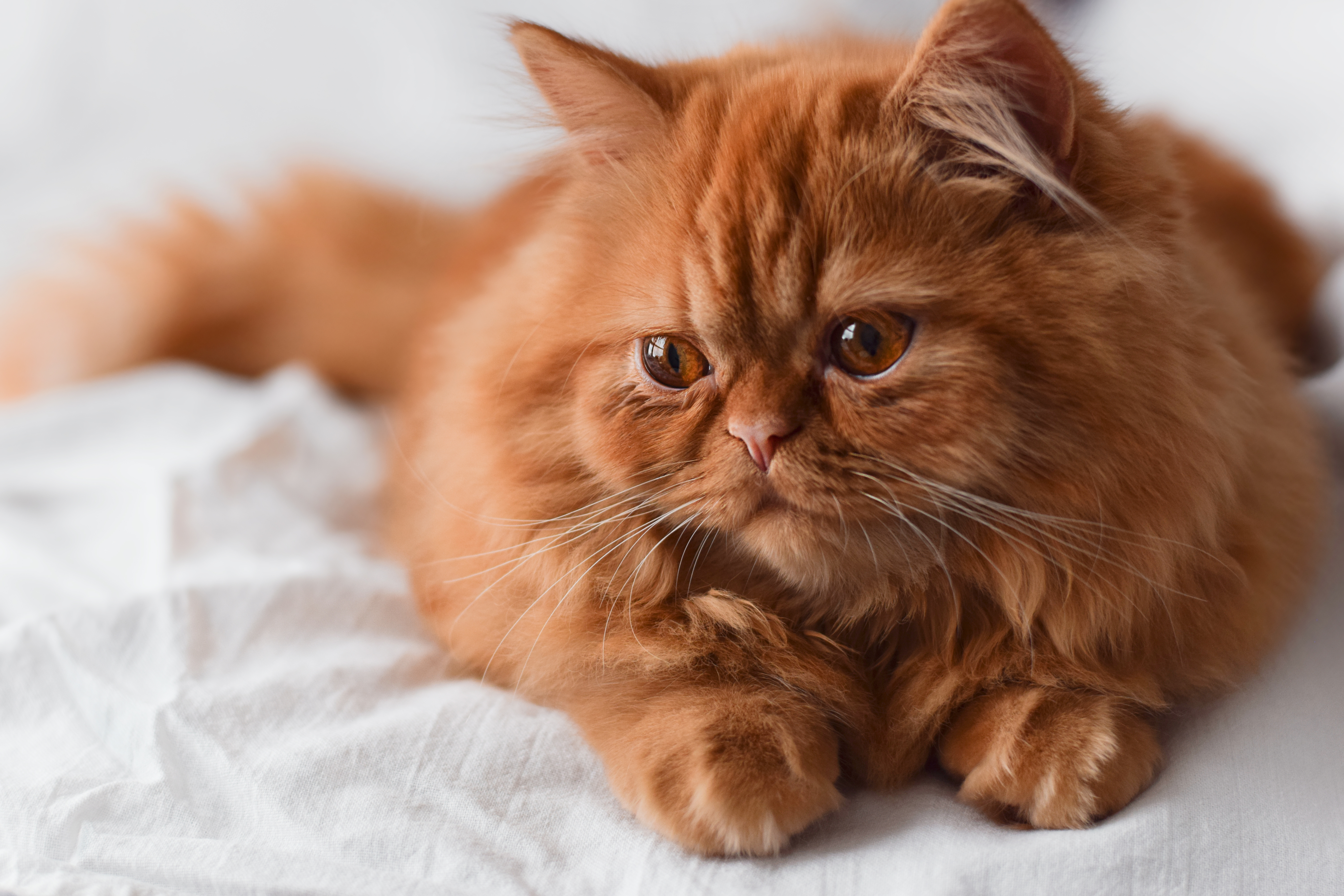 Gato Persa Laranja de olhos cobre, deitado em lençol branco olhando para o lado.