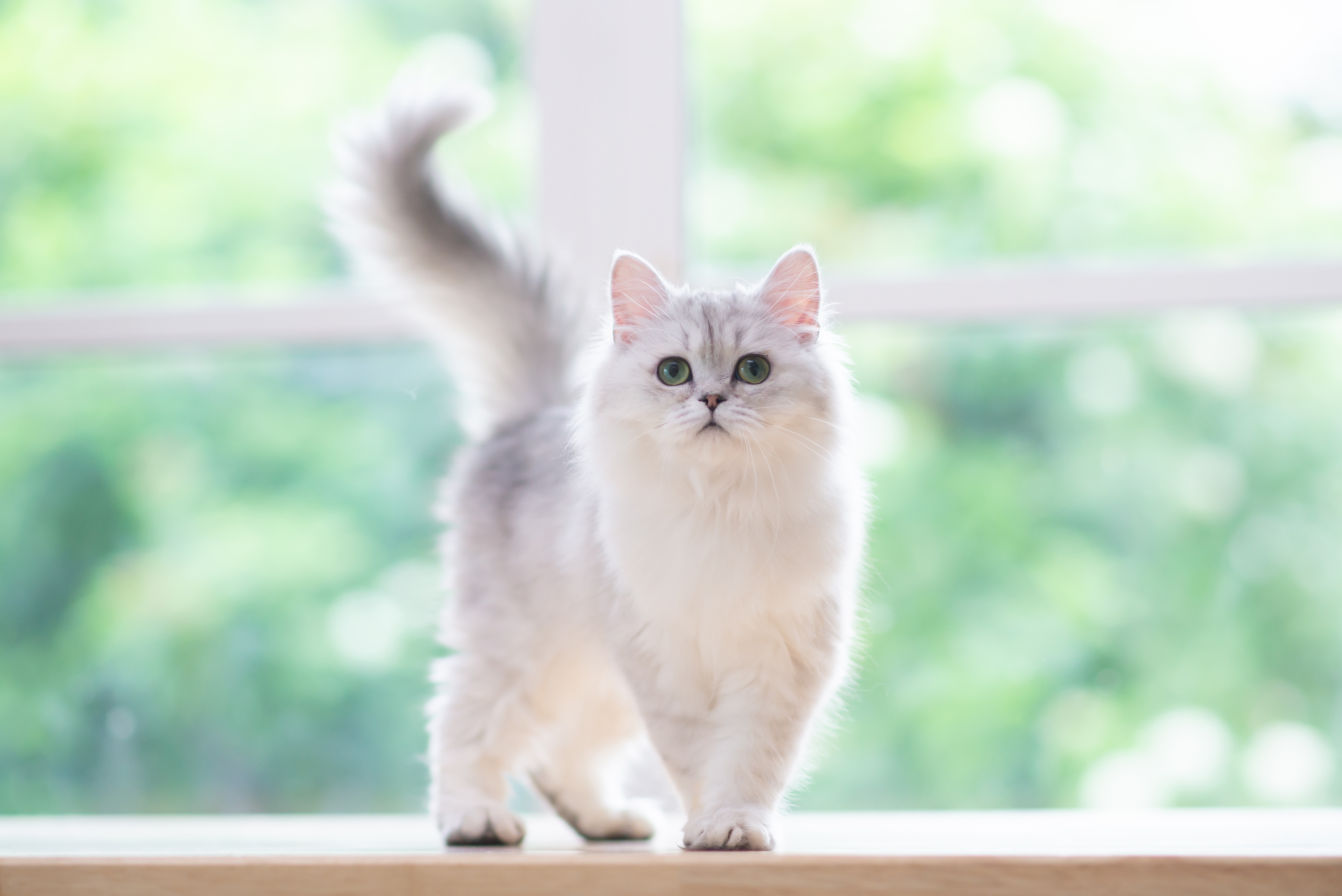 Gato Persa com pelagem 'Silver&Gold', em uma bancada de madeira com plantas ao fundo.
