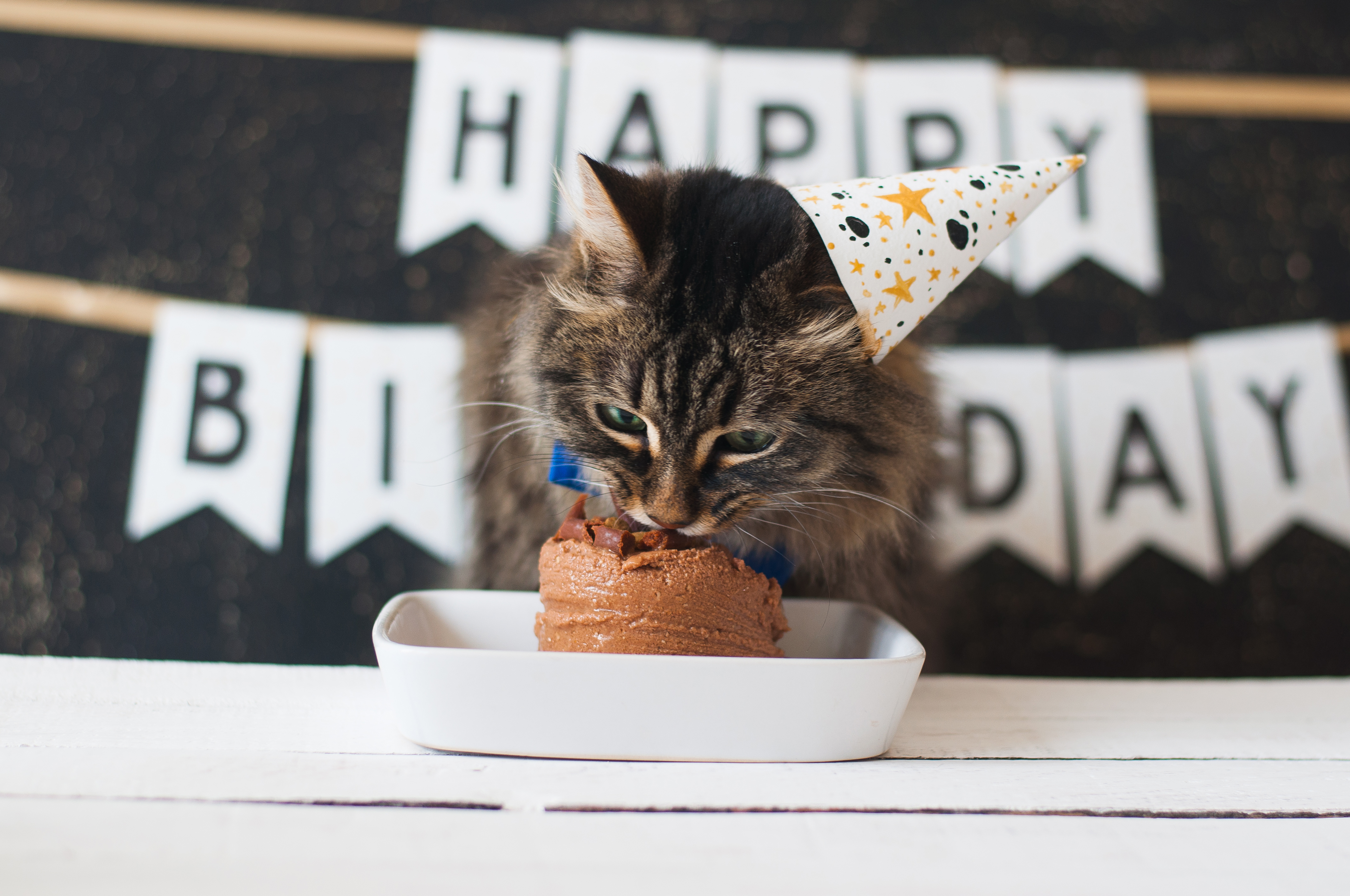 Gato malhado cinza com chapéu de aniversário come bolo de ração que está dentro uma pequena tigela branca. Ele esta na frente de uma parede preta com decorações de aniversário.