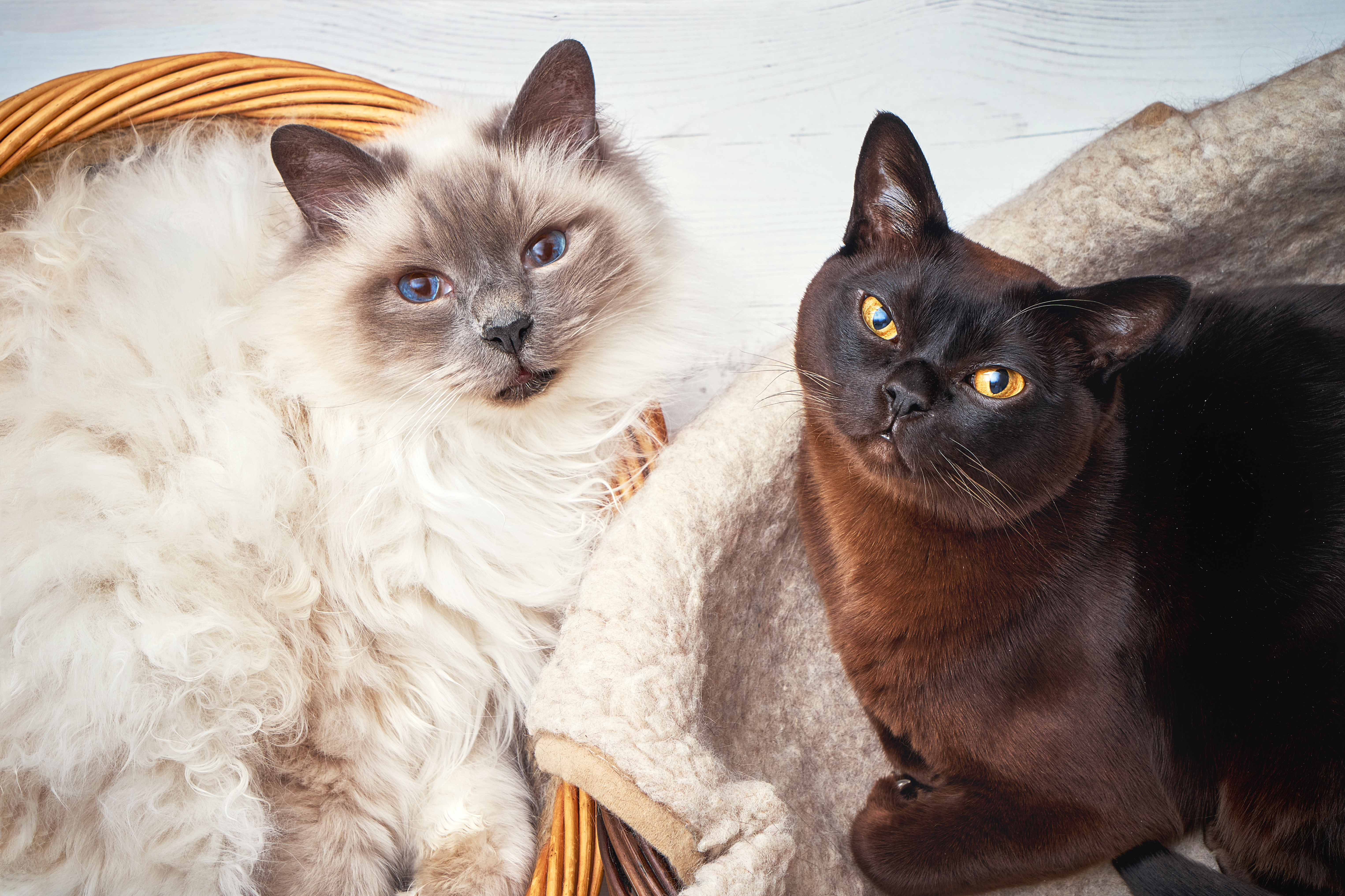 Gato Sagrado da Birmânia e Gato Birmanês deitados em cestos de madeira.