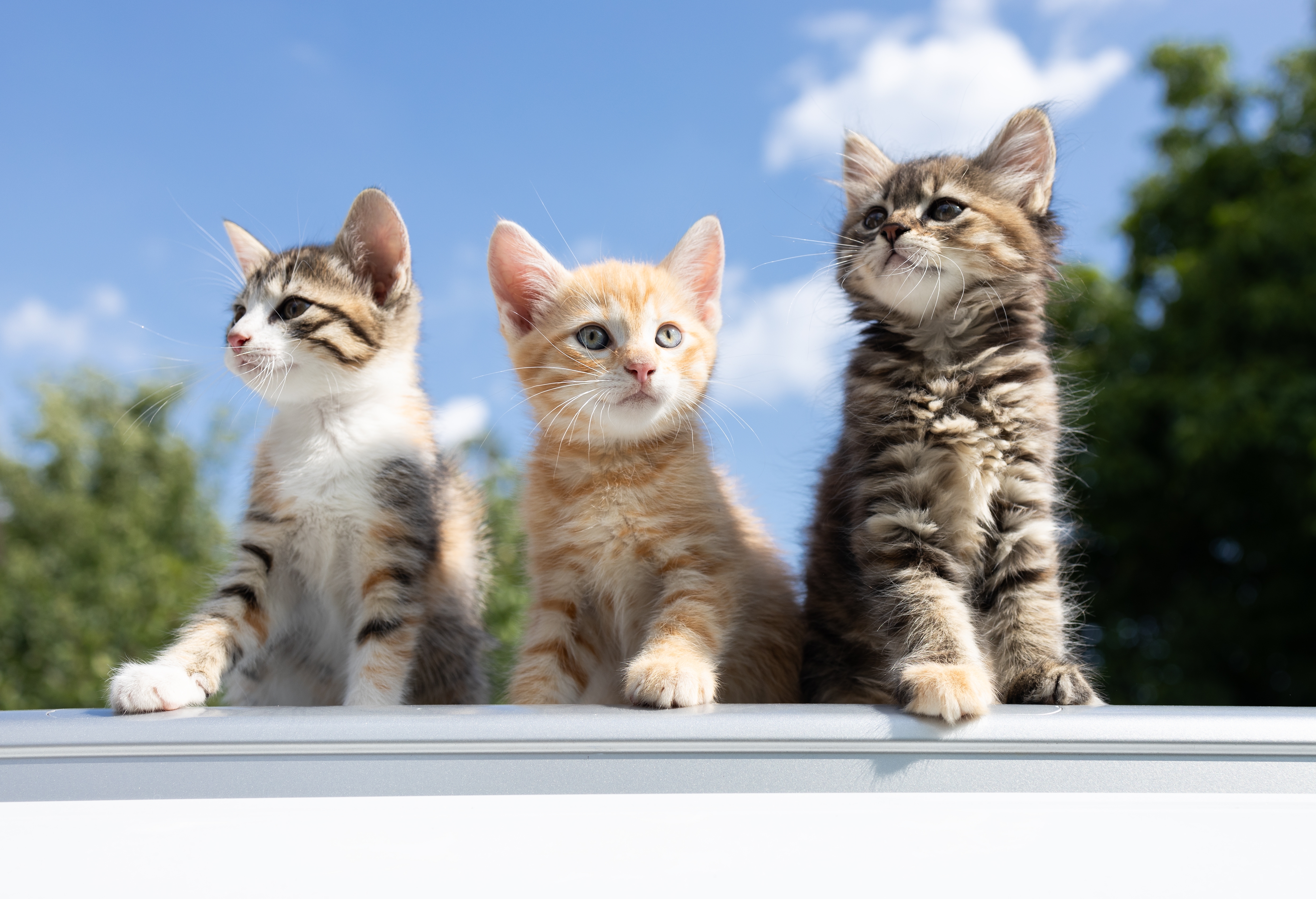 Três filhotes de gato malhado sentados ao ar livre olhando ao redor curiosos.