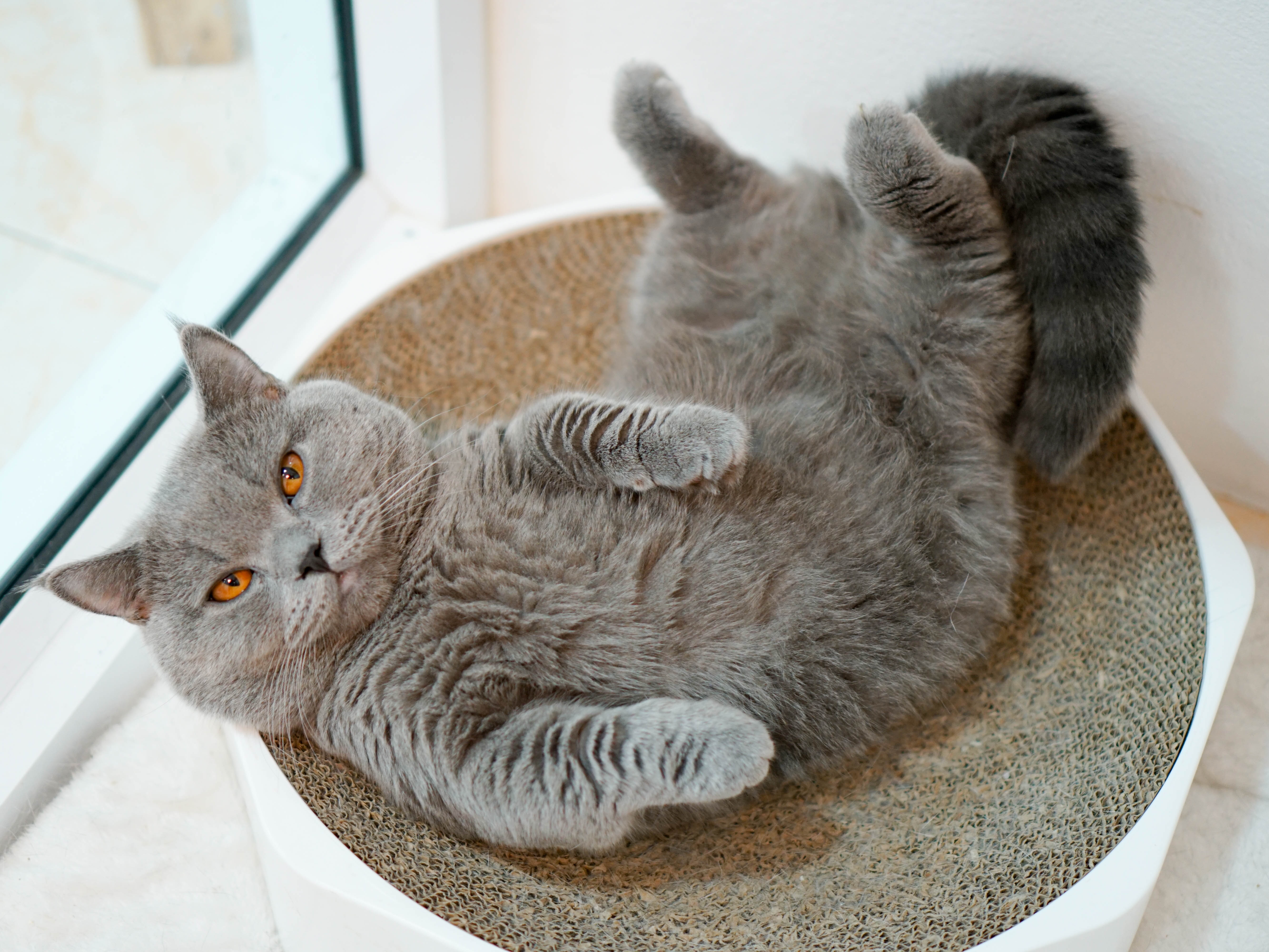 Gato da raça Munchkin cinza deitado de barriga para cima em uma caminha para gatos.