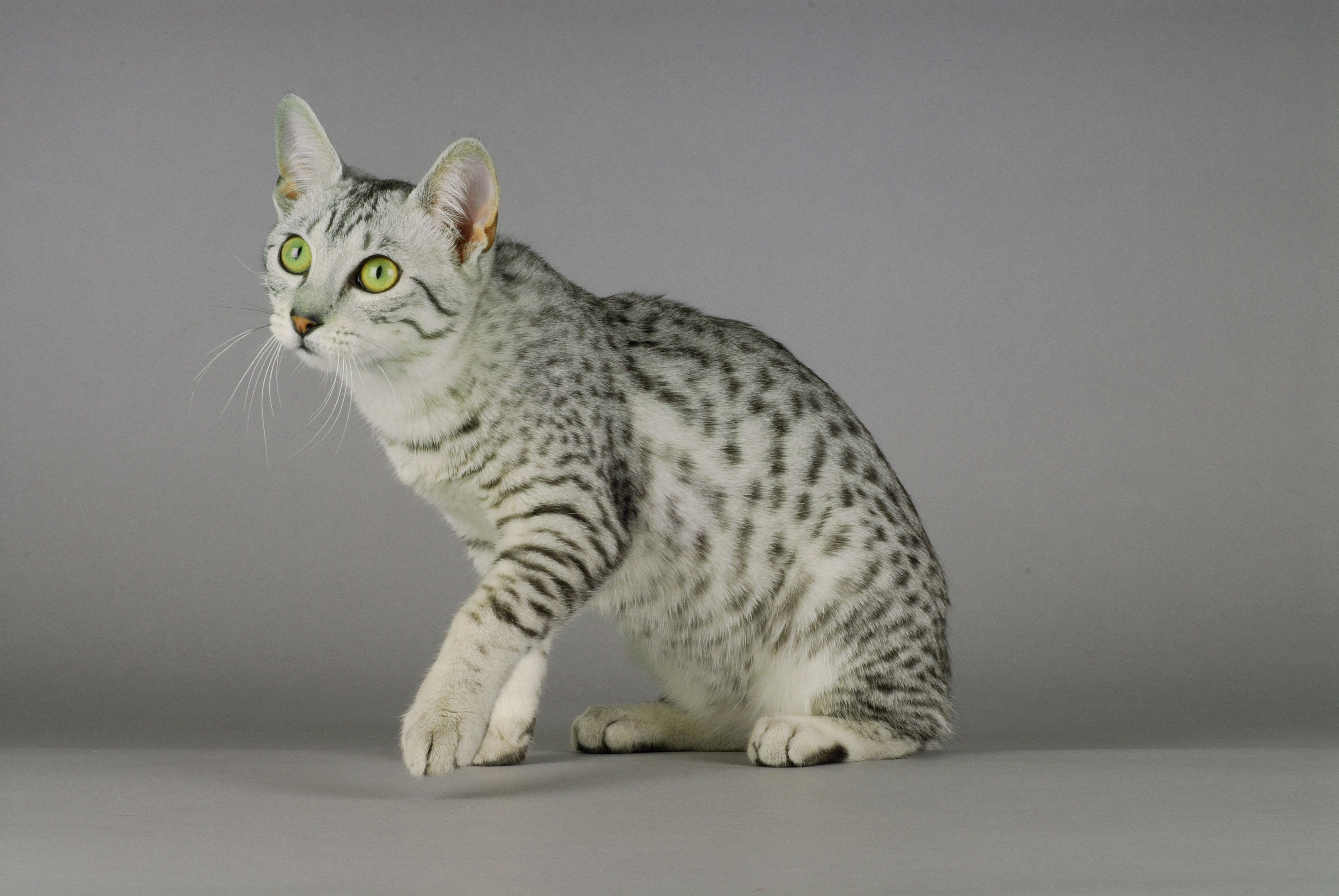 Gato da raça Mau Egípcio cinza sentado em fundo infinito branco de estúdio fotográfico.