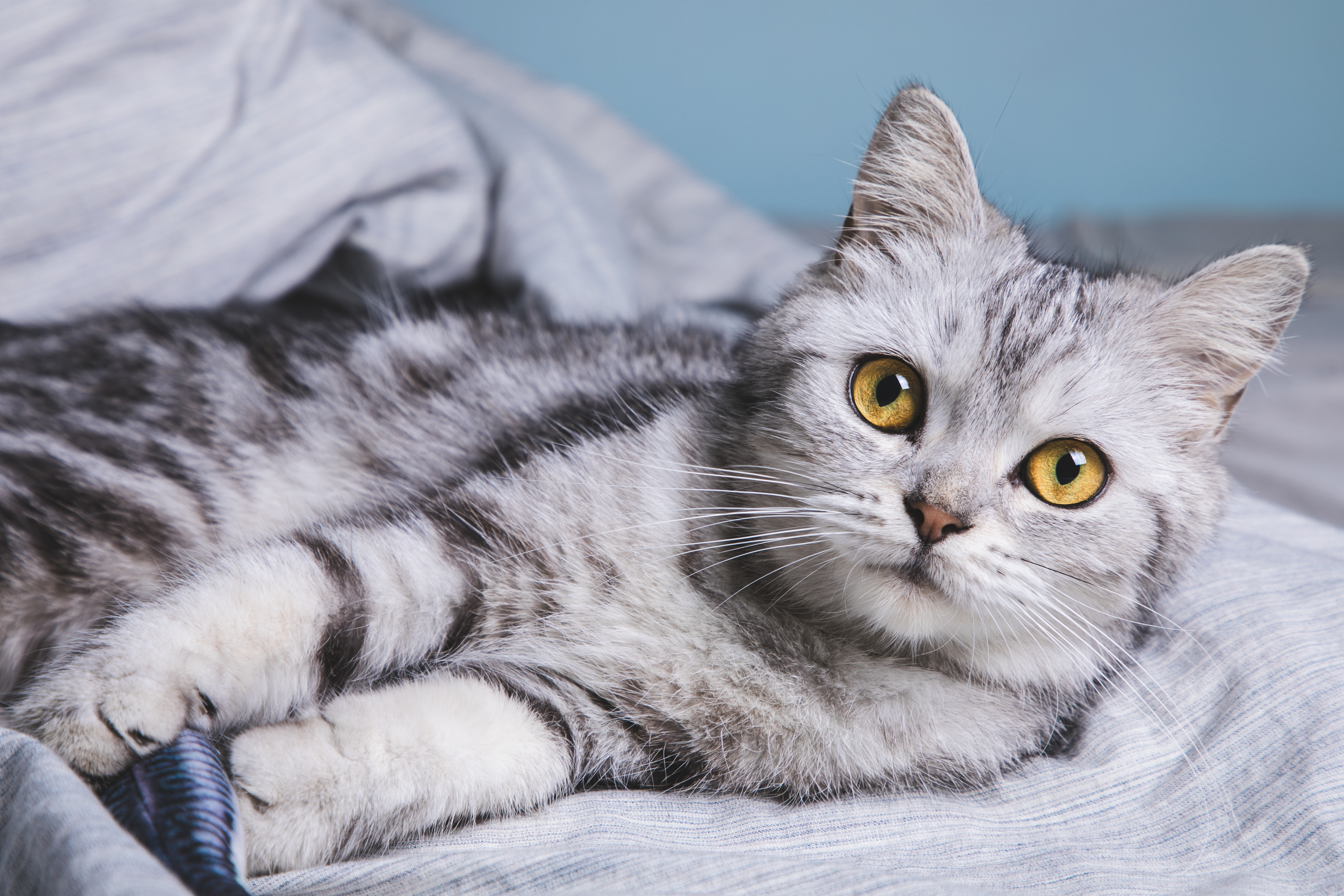 Gato da raça American Shorthair cinza deitado confortavelmente em uma manta enquanto segura um brinquedo.