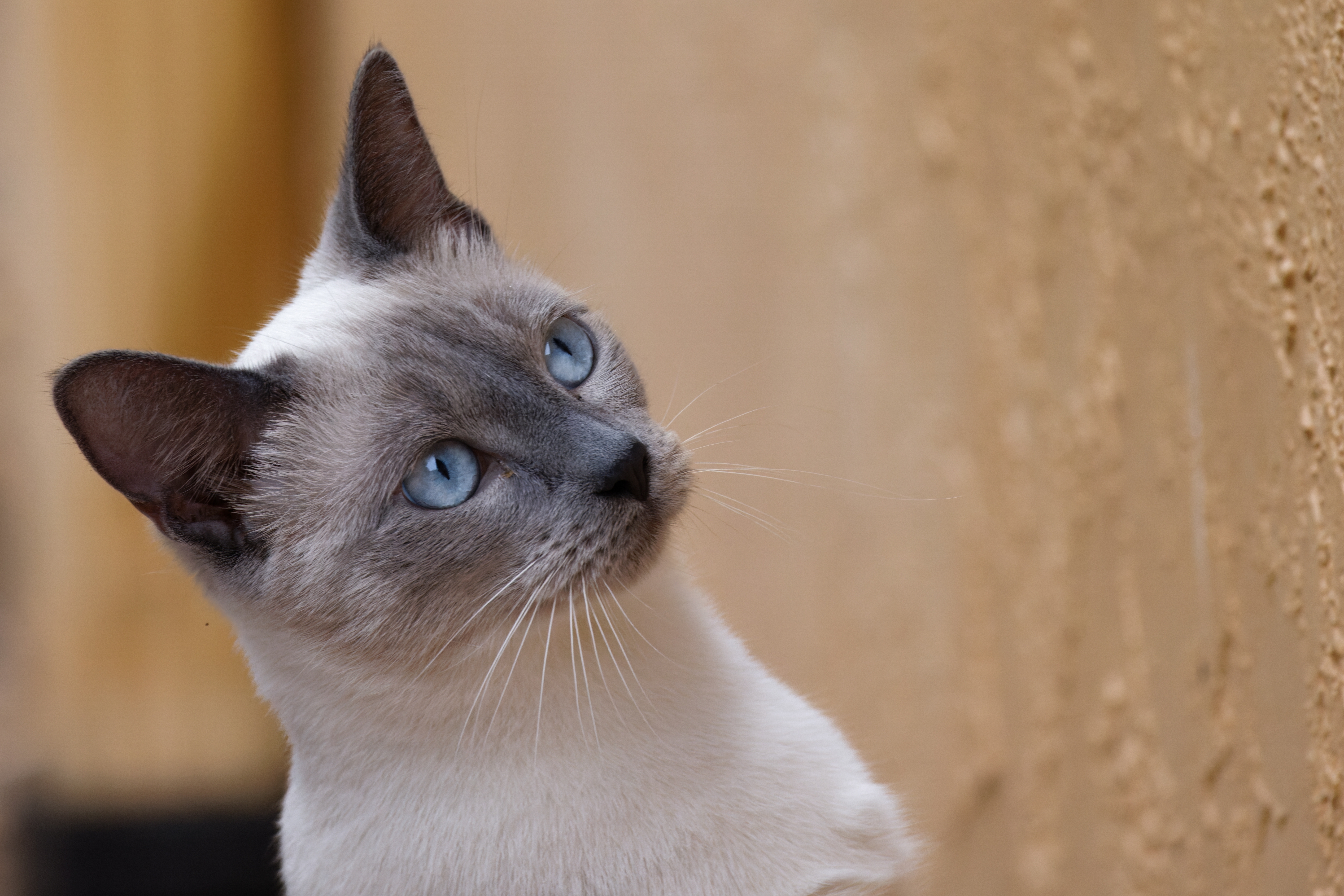 Gato da raça Siamês cinza olhando fixamente para algo em uma parede bege.