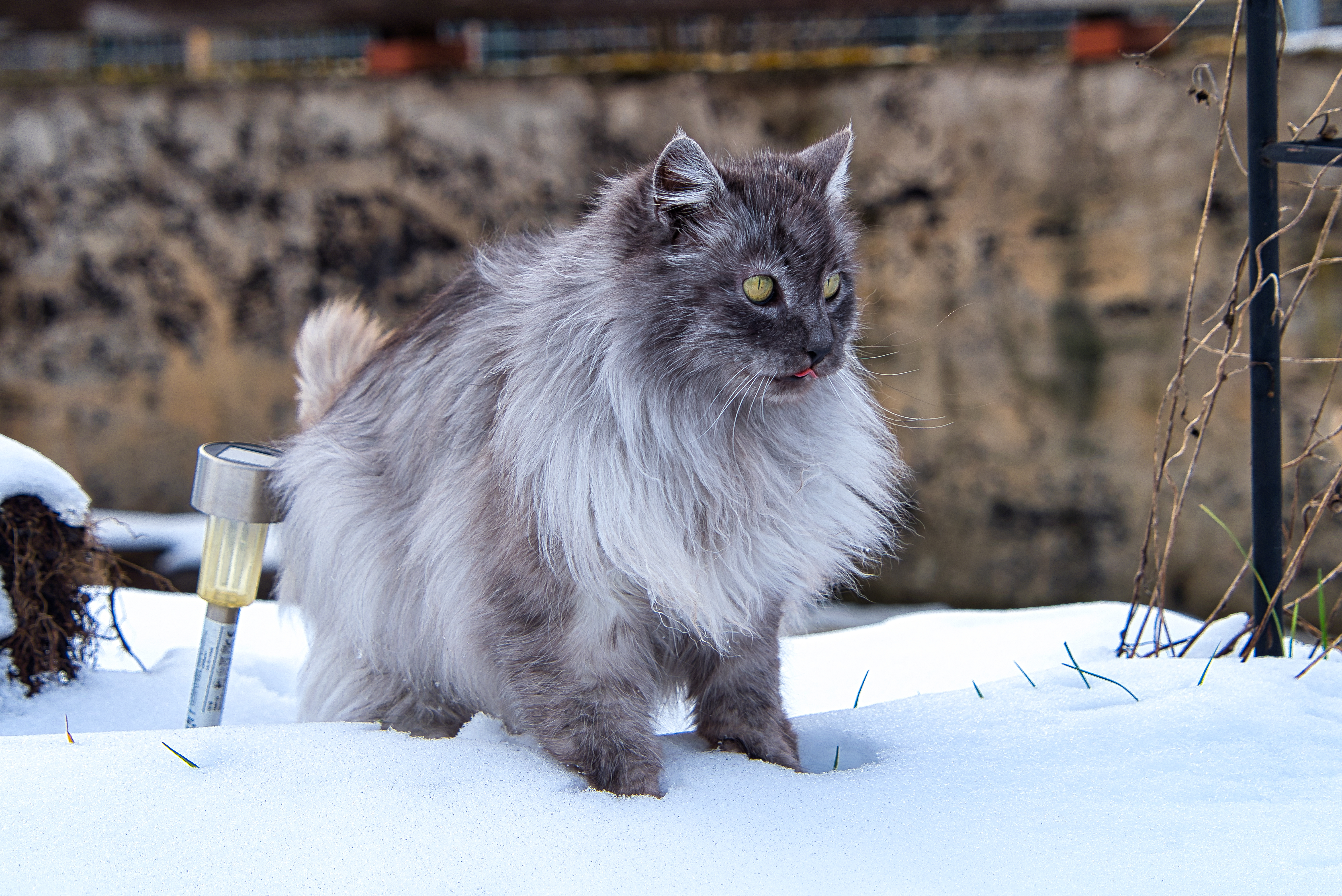Gato cinza da raça Angorá Turco andando na neve na área exterior de uma casa.