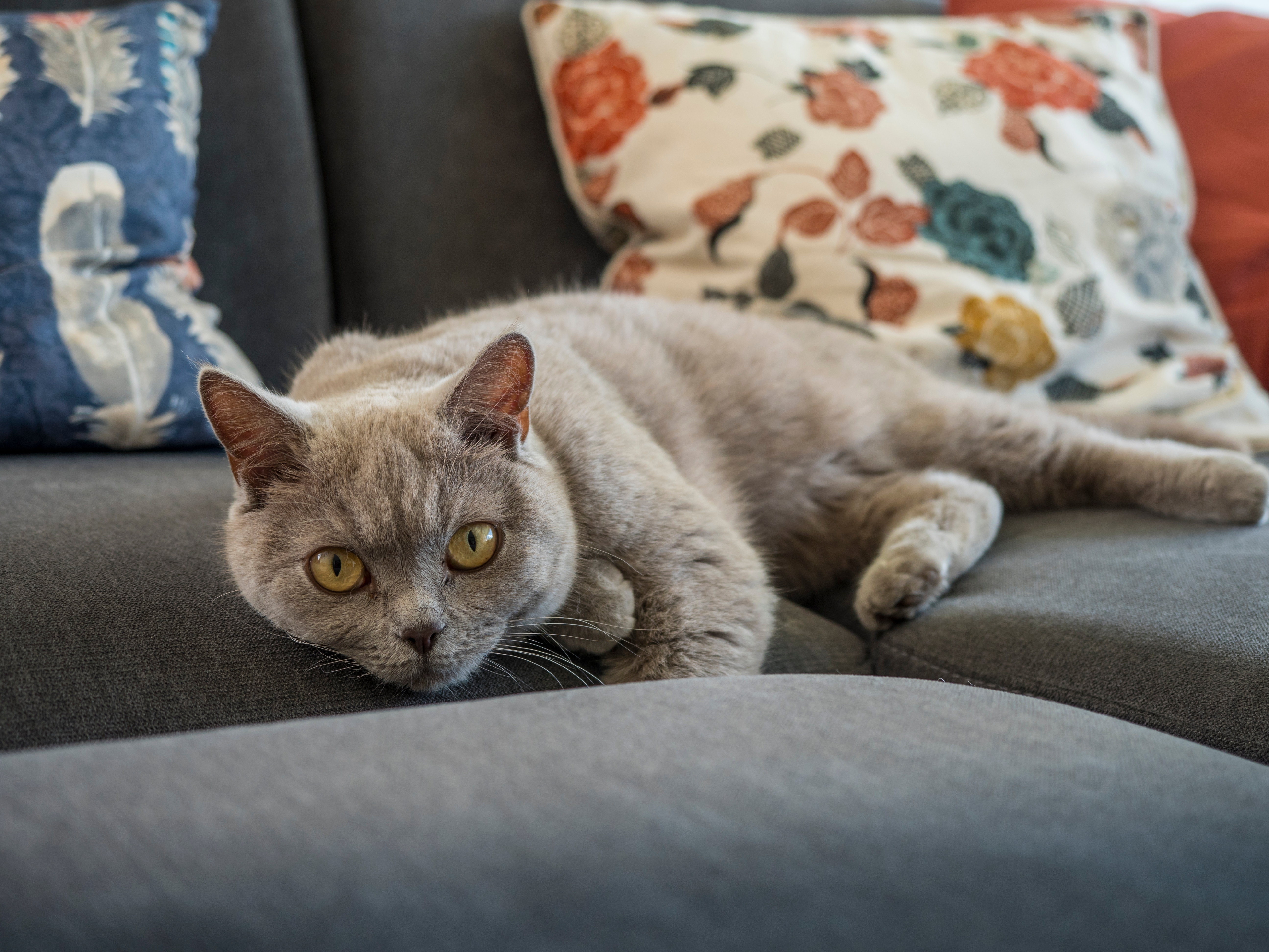 Gato cinza de Pelo Curto Inglês deitado em cima de sofá com almofadas floridas.