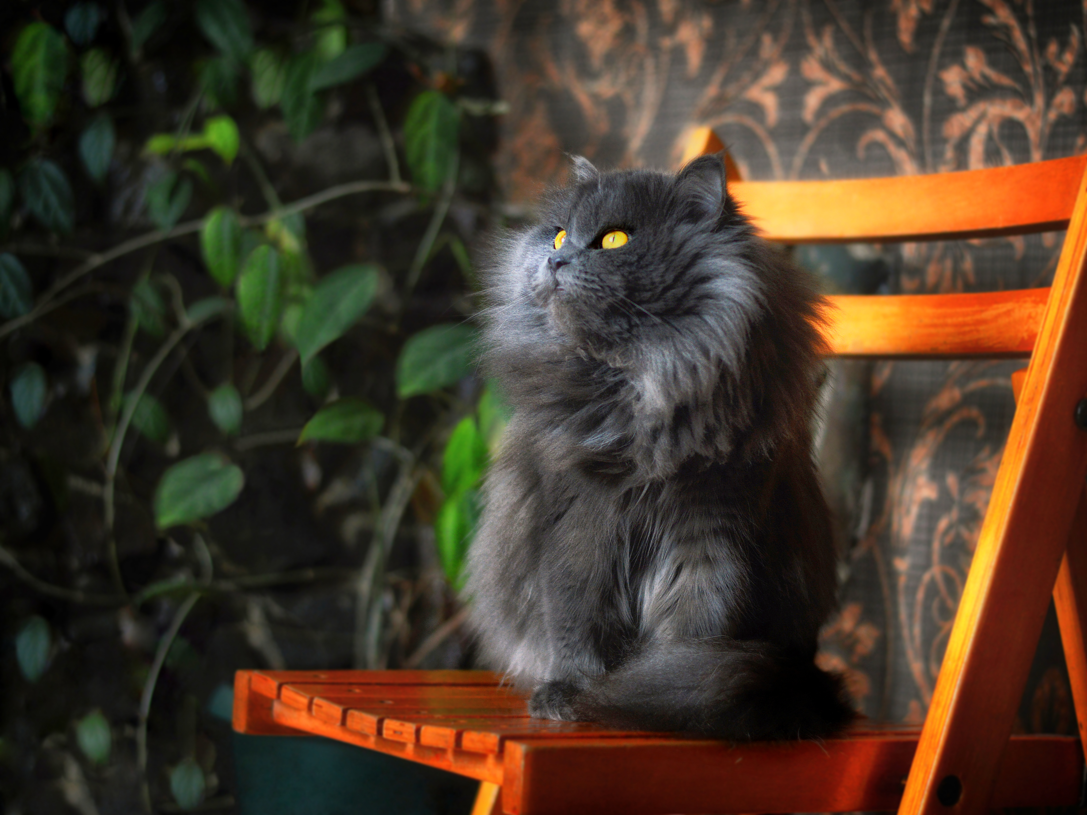 Gato persa preto sentado em cima de uma cadeira de madeira encostada em uma parede com papel de parede preto e rosa com plantas de decoração.