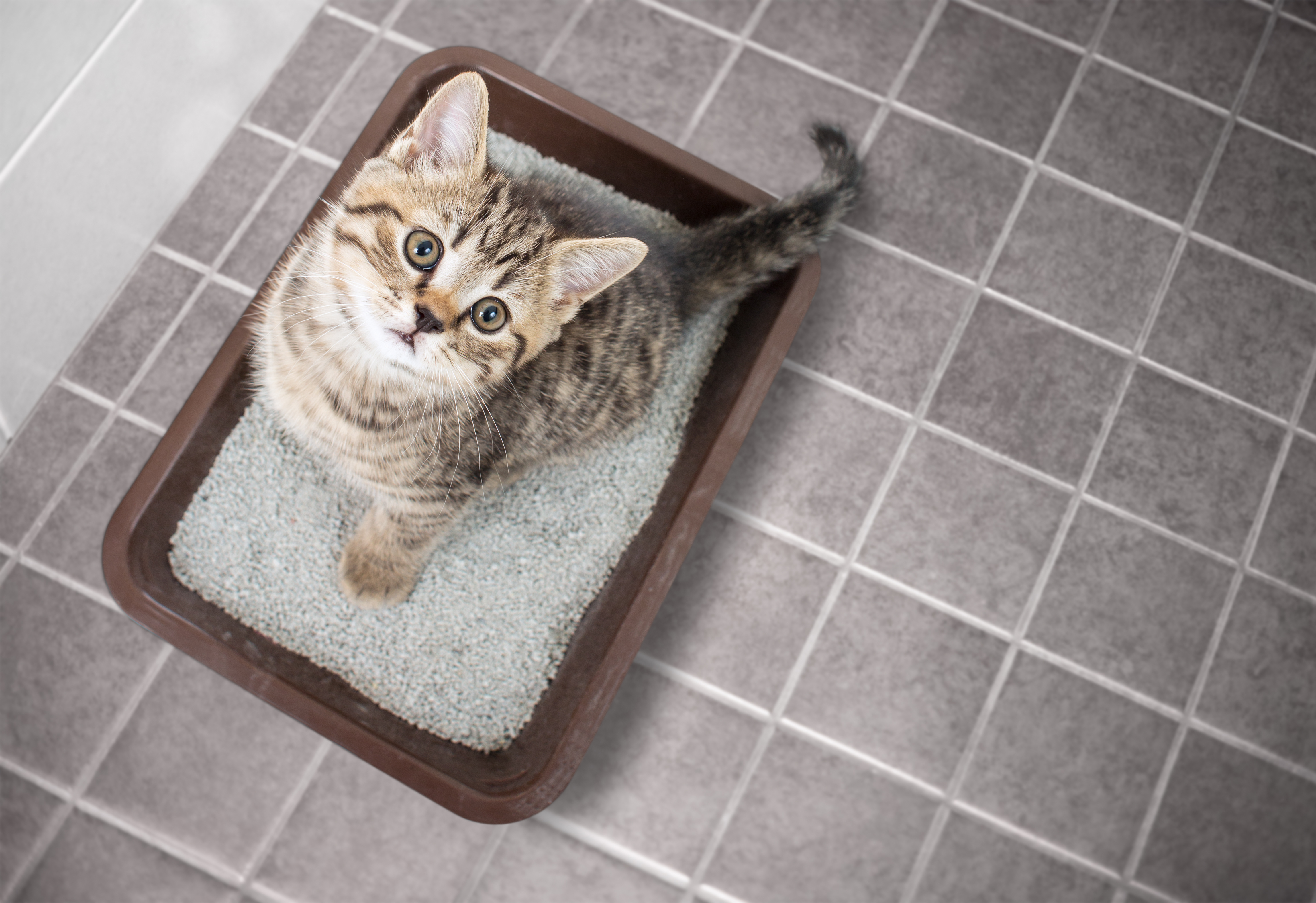 Filhote de gato malhado olhando para cima sentado em caixa de areia para gatos em piso de cerâmica cinza.