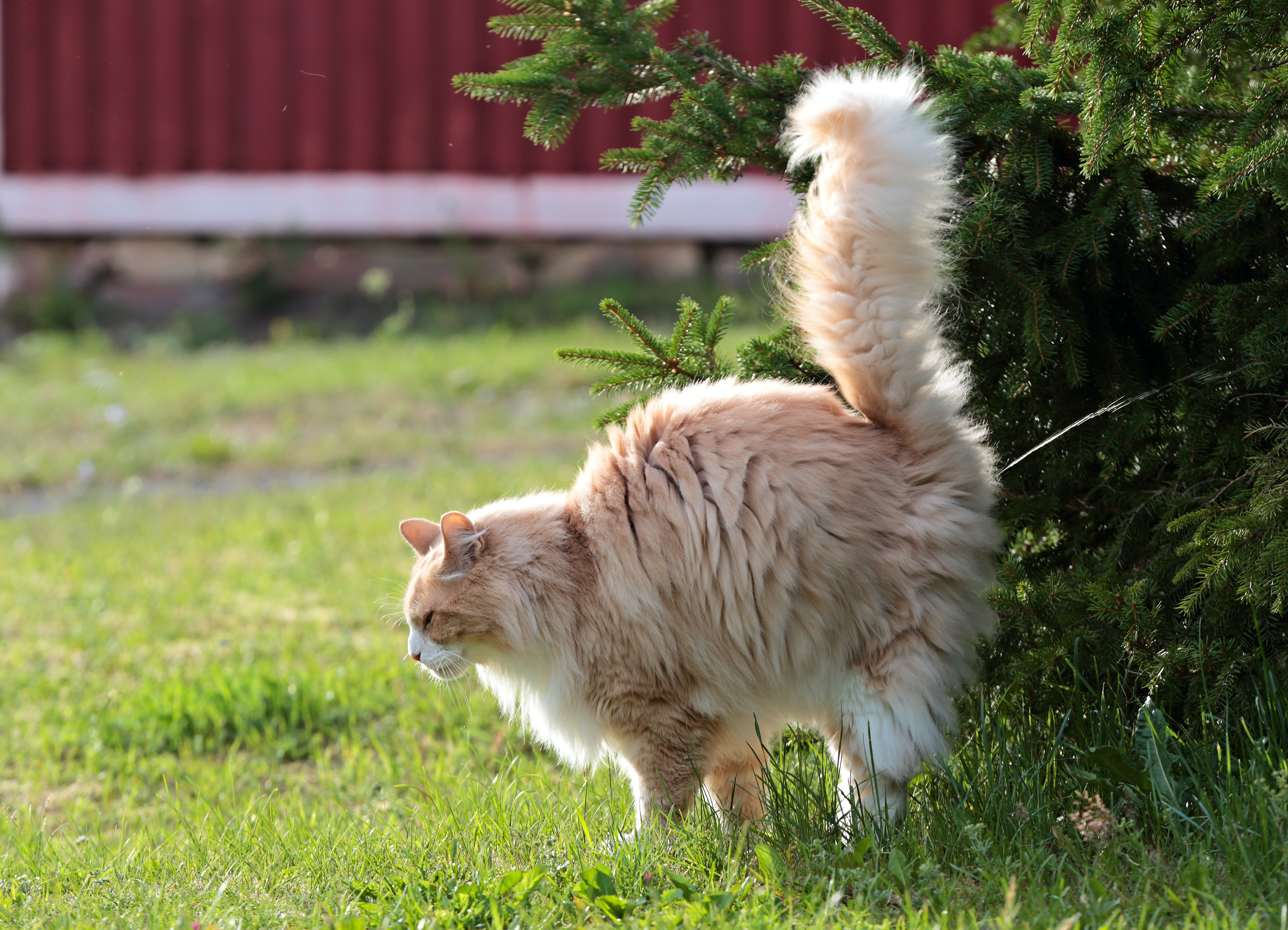 Gato malhado peludo laranja spraying na grama perto de um arbusto. Ao fundo, uma construção vermelha.