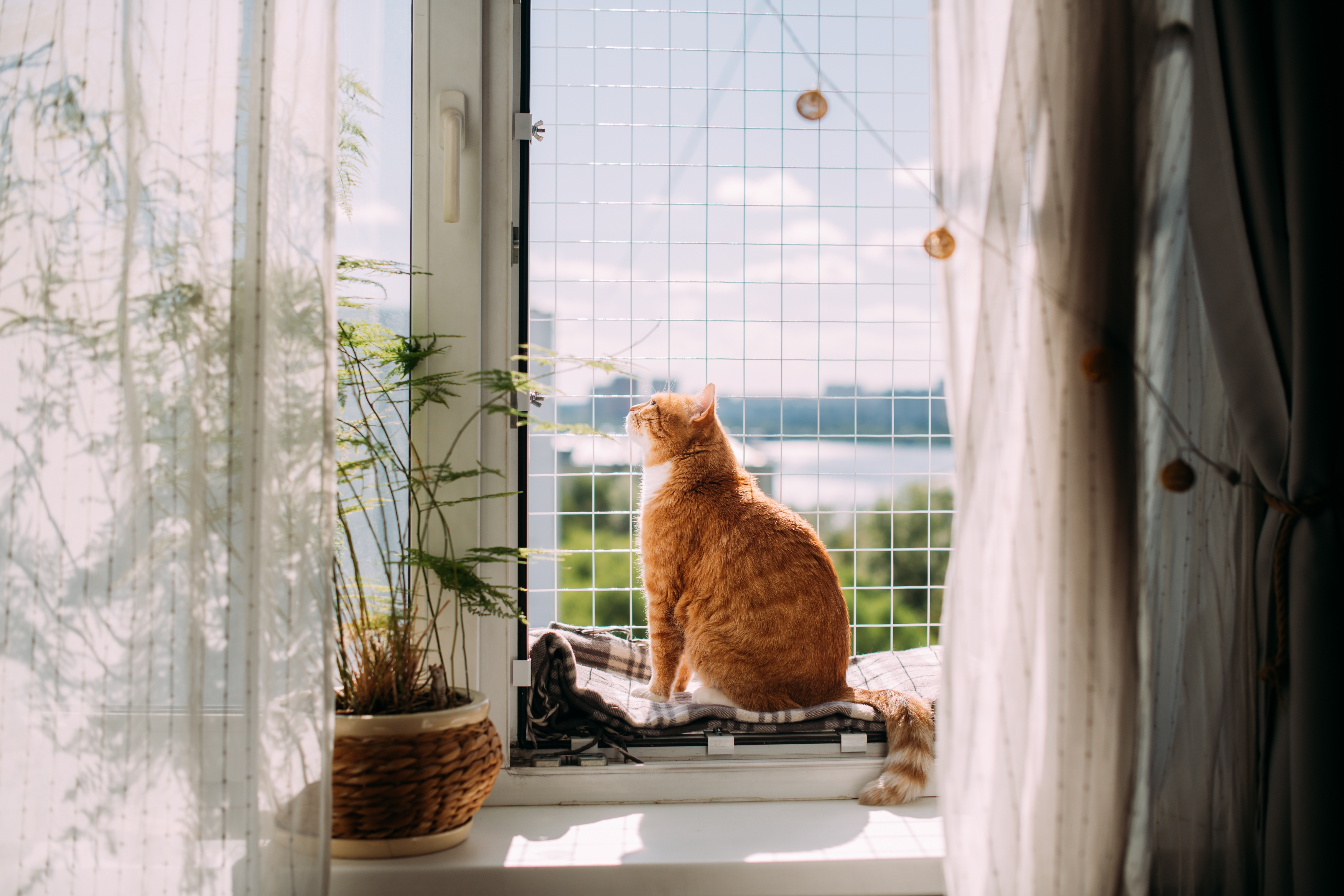 Gato laranja observando a paisagem pela janela protegida com tela de segurança, em um ambiente com plantas e cortinas claras.