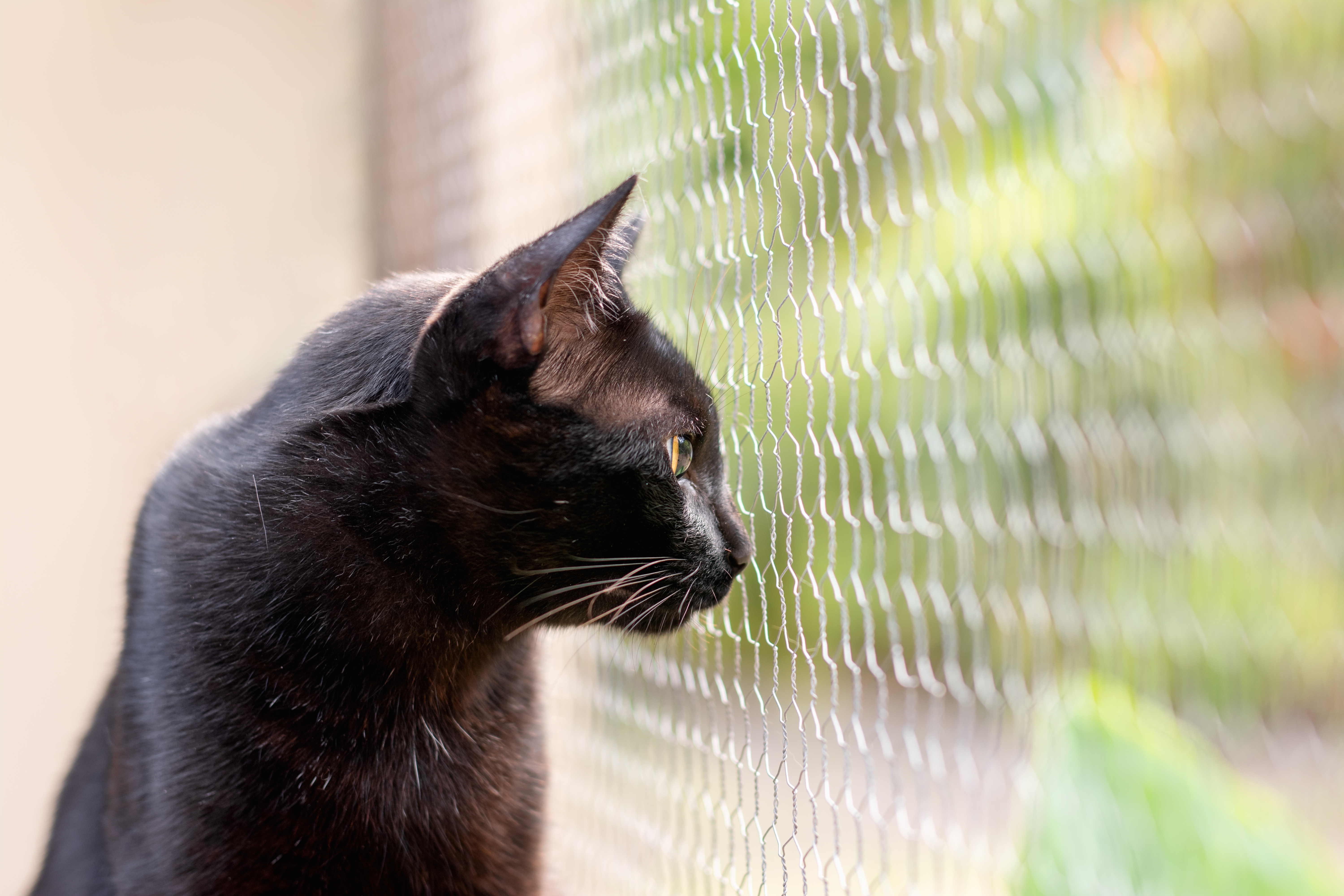 Gato preto olhando pela janela telada de casa.