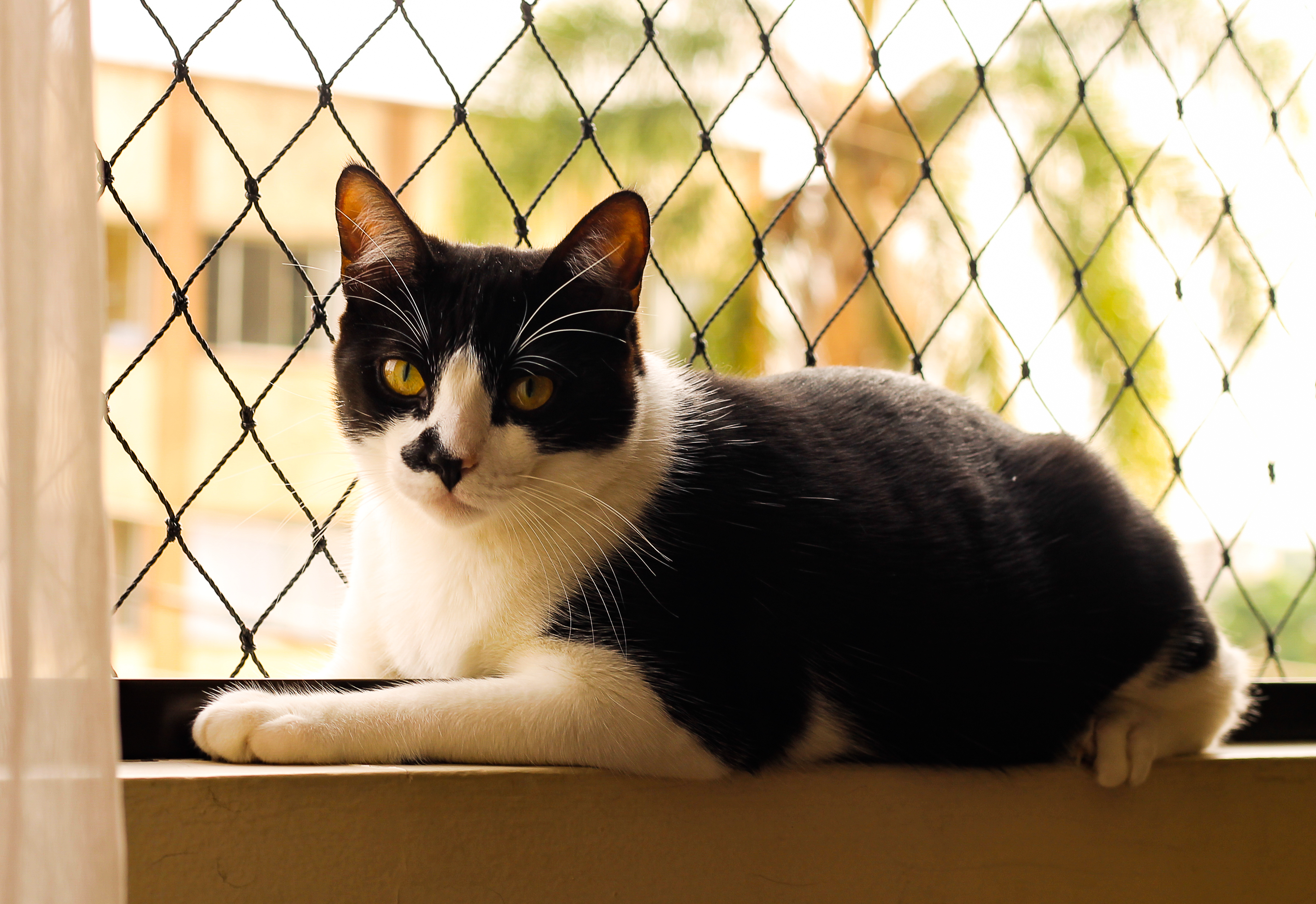 Gato frajola tranquilo deitado em frente de janela telada.