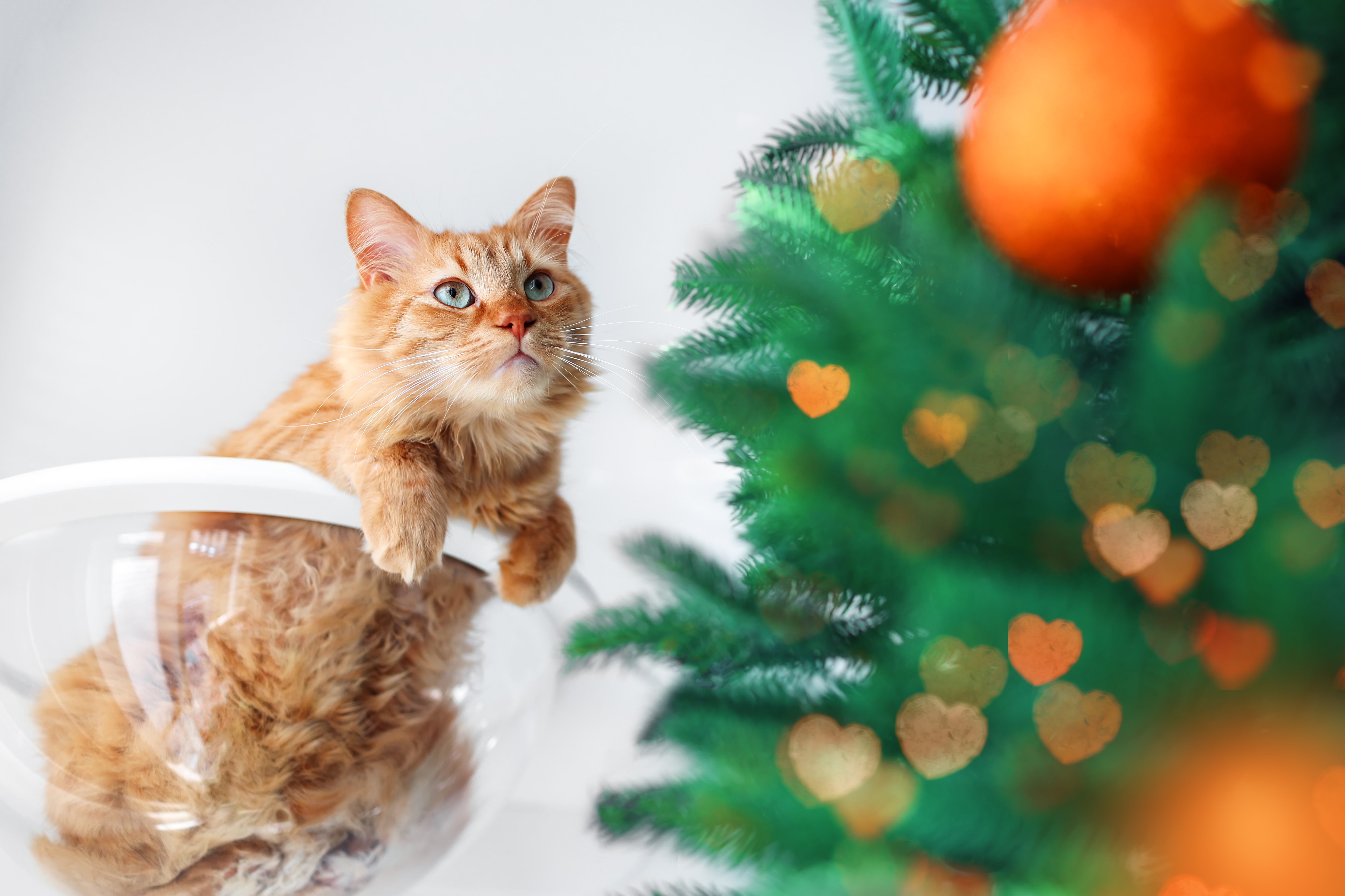 Gato laranja sentado em uma cadeira transparente olhando para uma árvore de Natal decorada com enfeites laranja