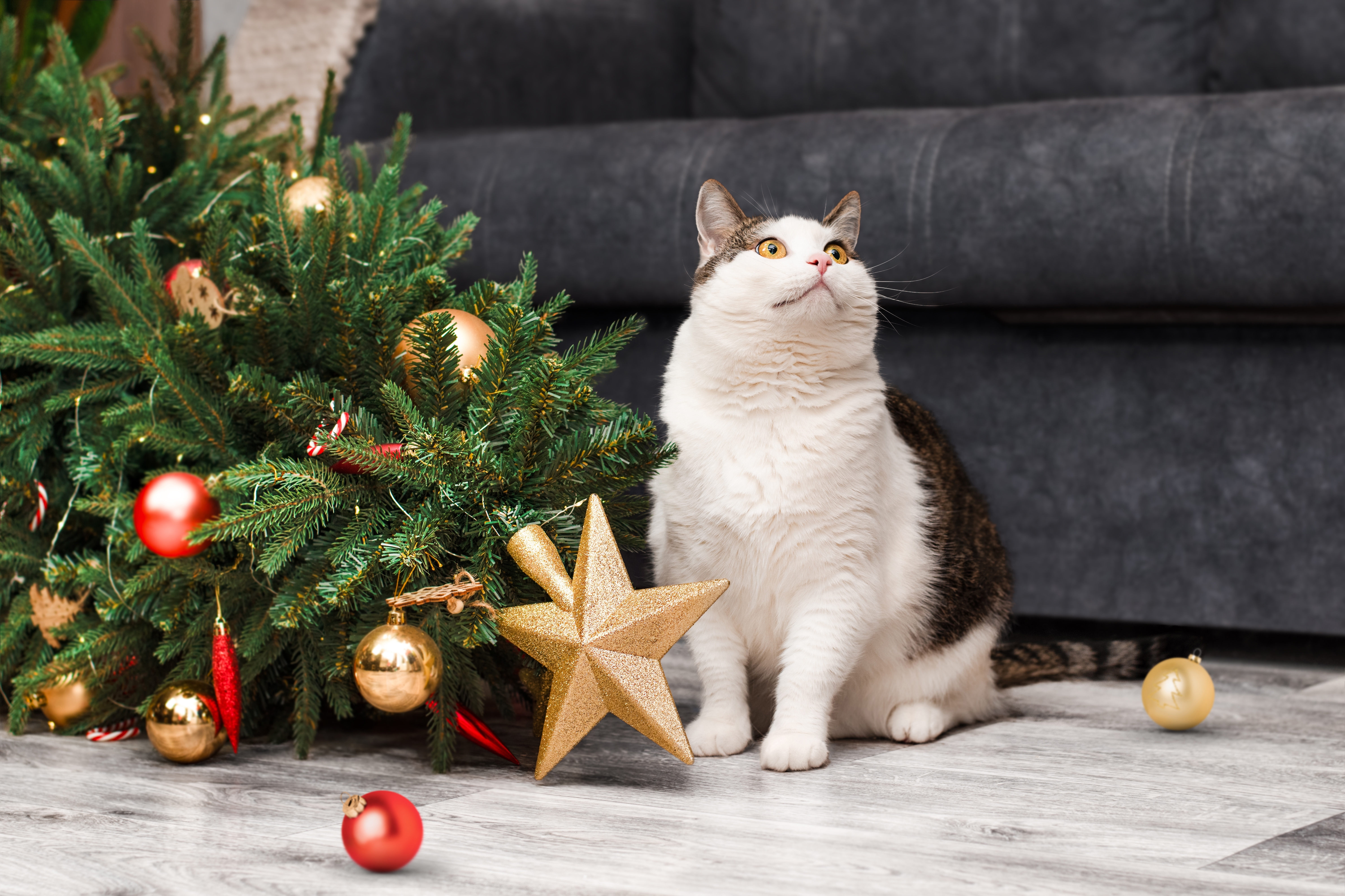 Gato branco e preto sentado ao lado de uma árvore de Natal caída com enfeites dourados e vermelhos espalhados no chão.
