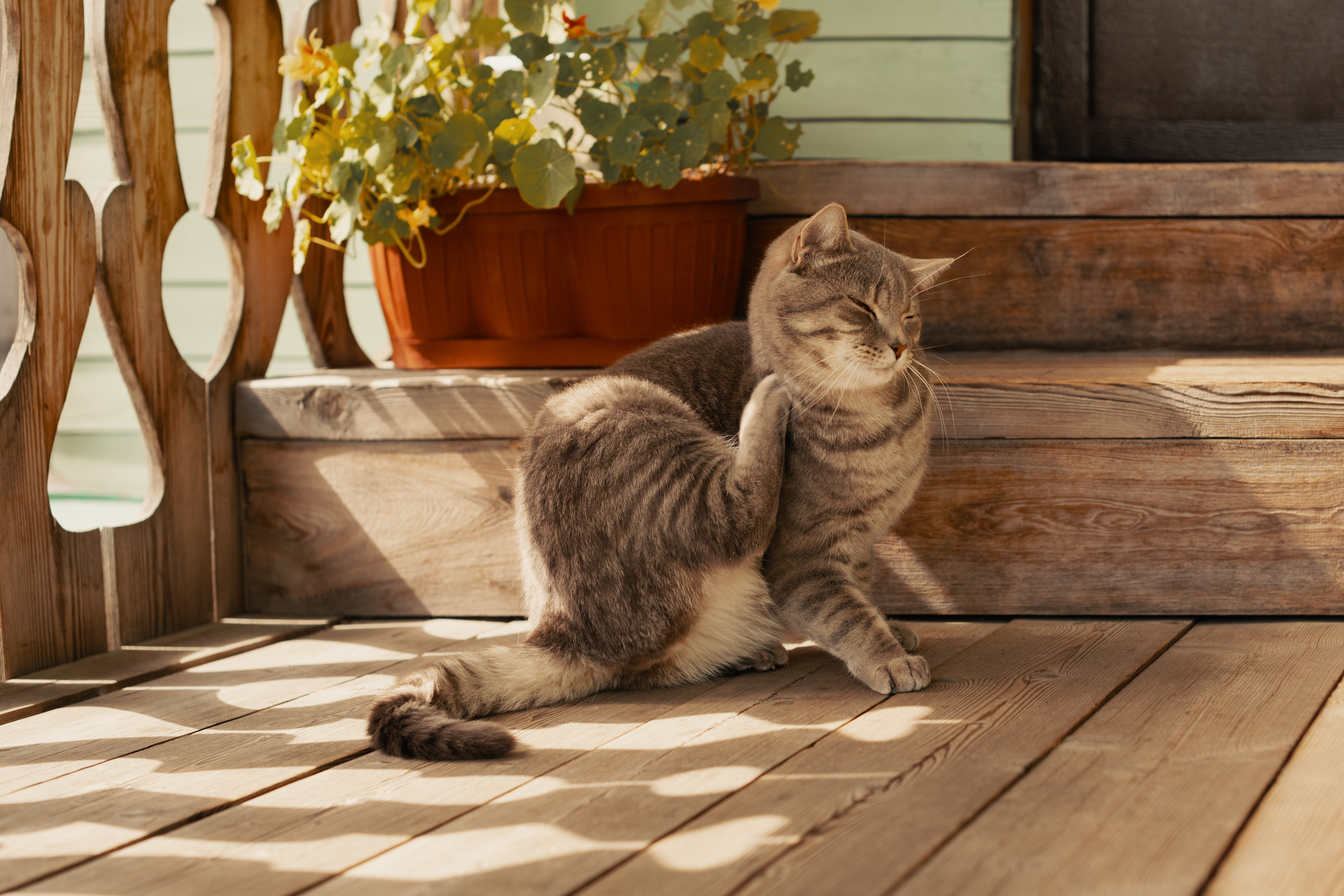 Um gato cinza malhado coçando o pescoço com a pata traseira, sentado em um piso de madeira, com vasos de plantas e degraus ao fundo, em um ambiente iluminado pelo sol.