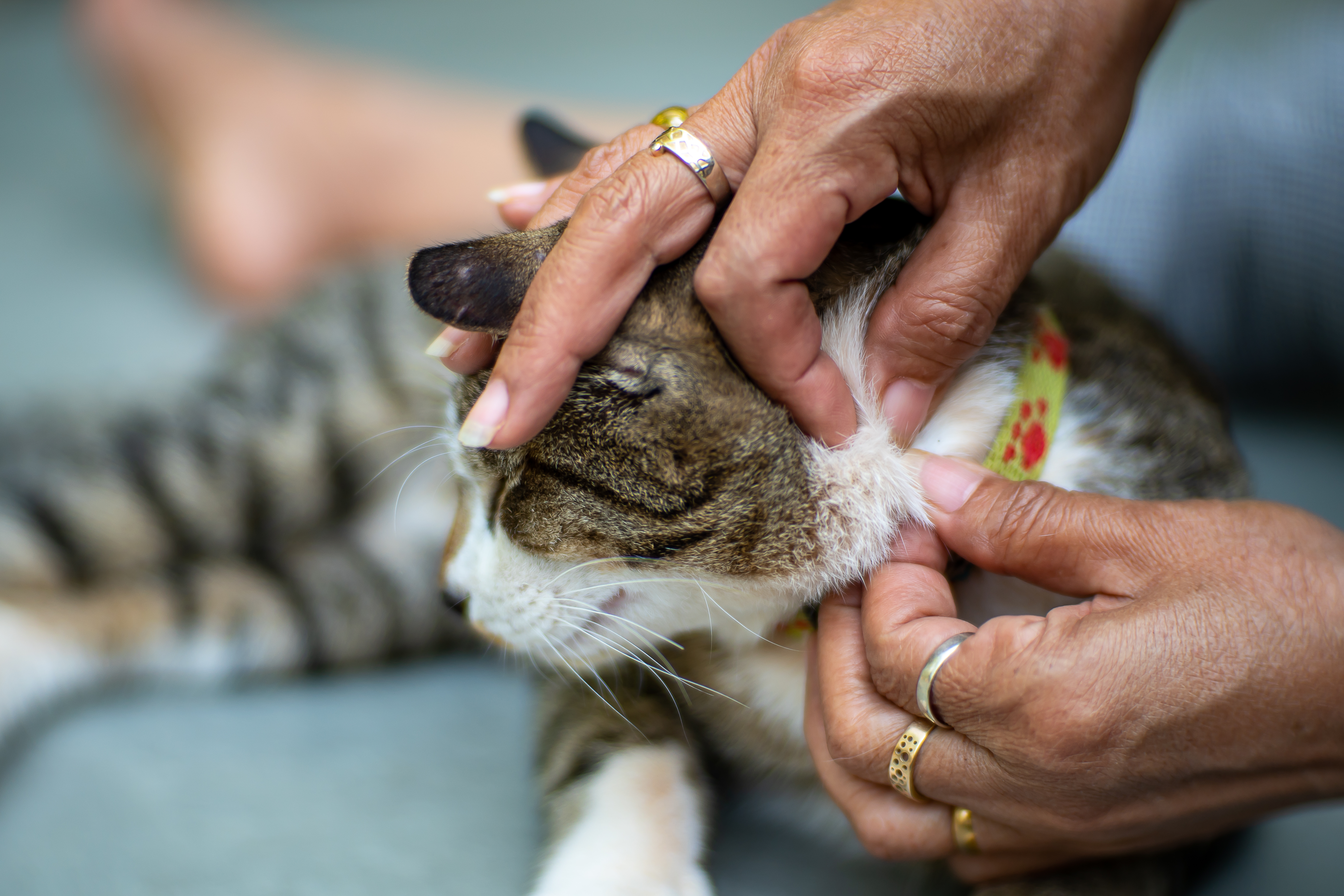 Pessoa examinando a cabeça de um gato de pelagem tigrada e branca, focando na área da orelha, usando as mãos com anéis dourados, com o gato deitado sobre uma superfície azul.