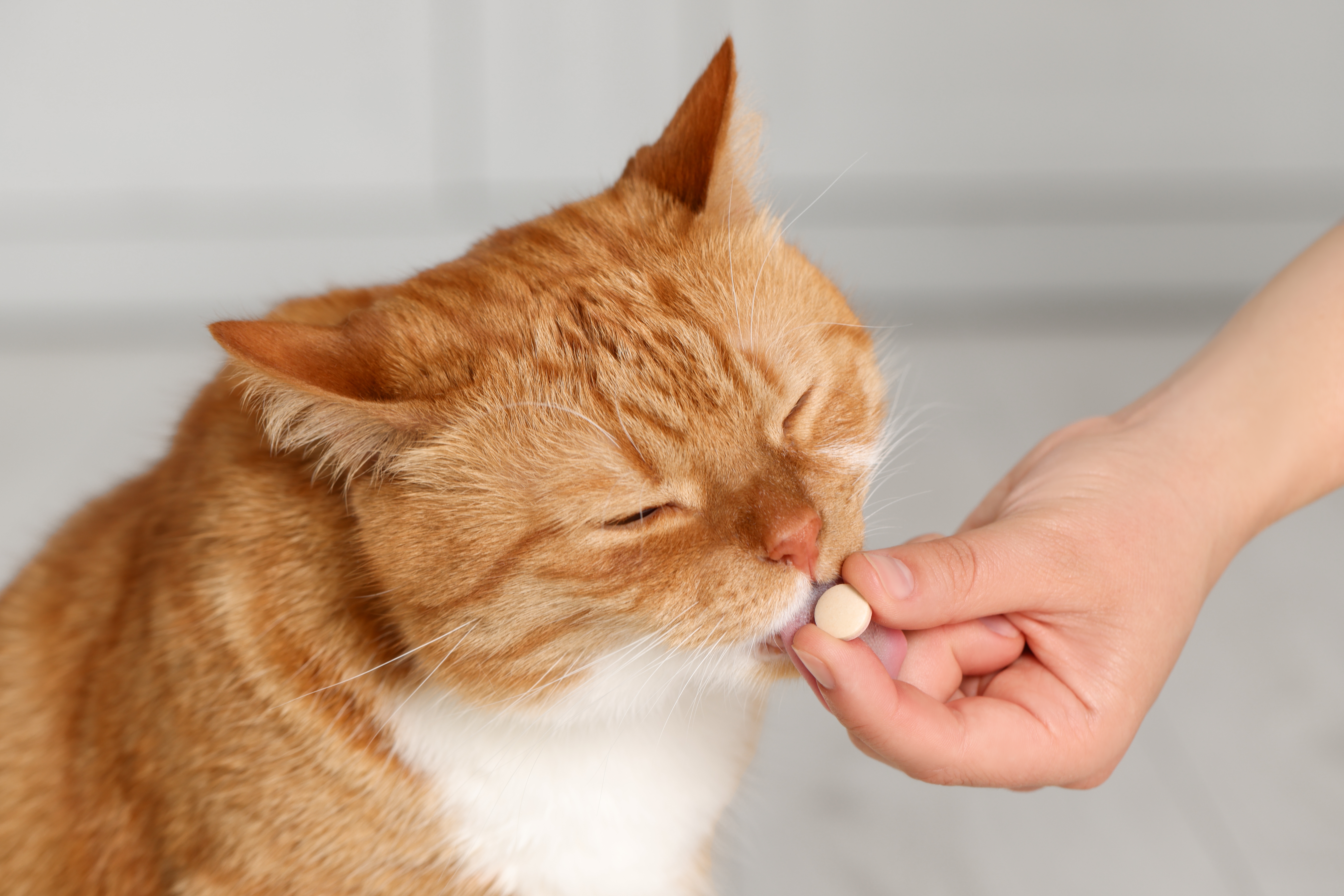 Pessoa colocando remédio de pulgas para gato na boca de um felino de pelagem laranja.