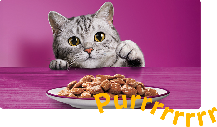 Gatinha Tommie das campanhas Whiskas® com a patinha levantada em frente a um prato de sachê para gatos