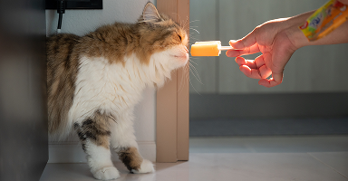 Gatinho lambendo um picolé feito com sachê