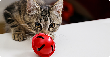 Gatinho brincando com brinquedo interativo