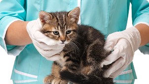 Gato na mesa com um médico veterinário o examinando