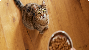 Gato olhando para um potinho com ração