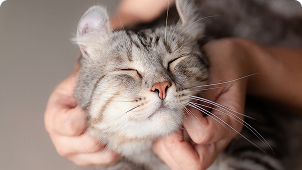 Gatinho sendo acariciado no queixo