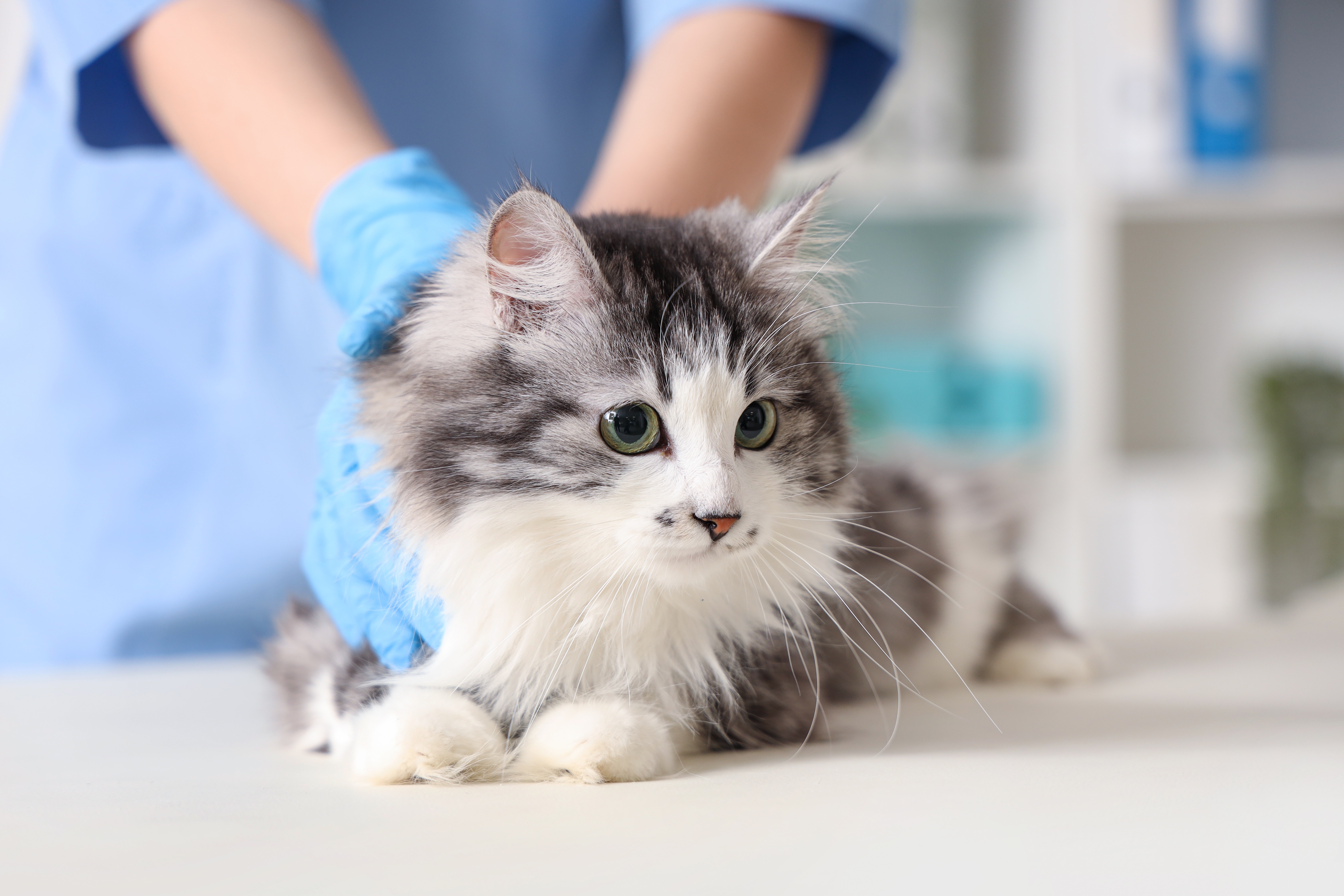 Gato de pelagem cinza e branca sendo examinado por um veterinário usando luvas azuis.