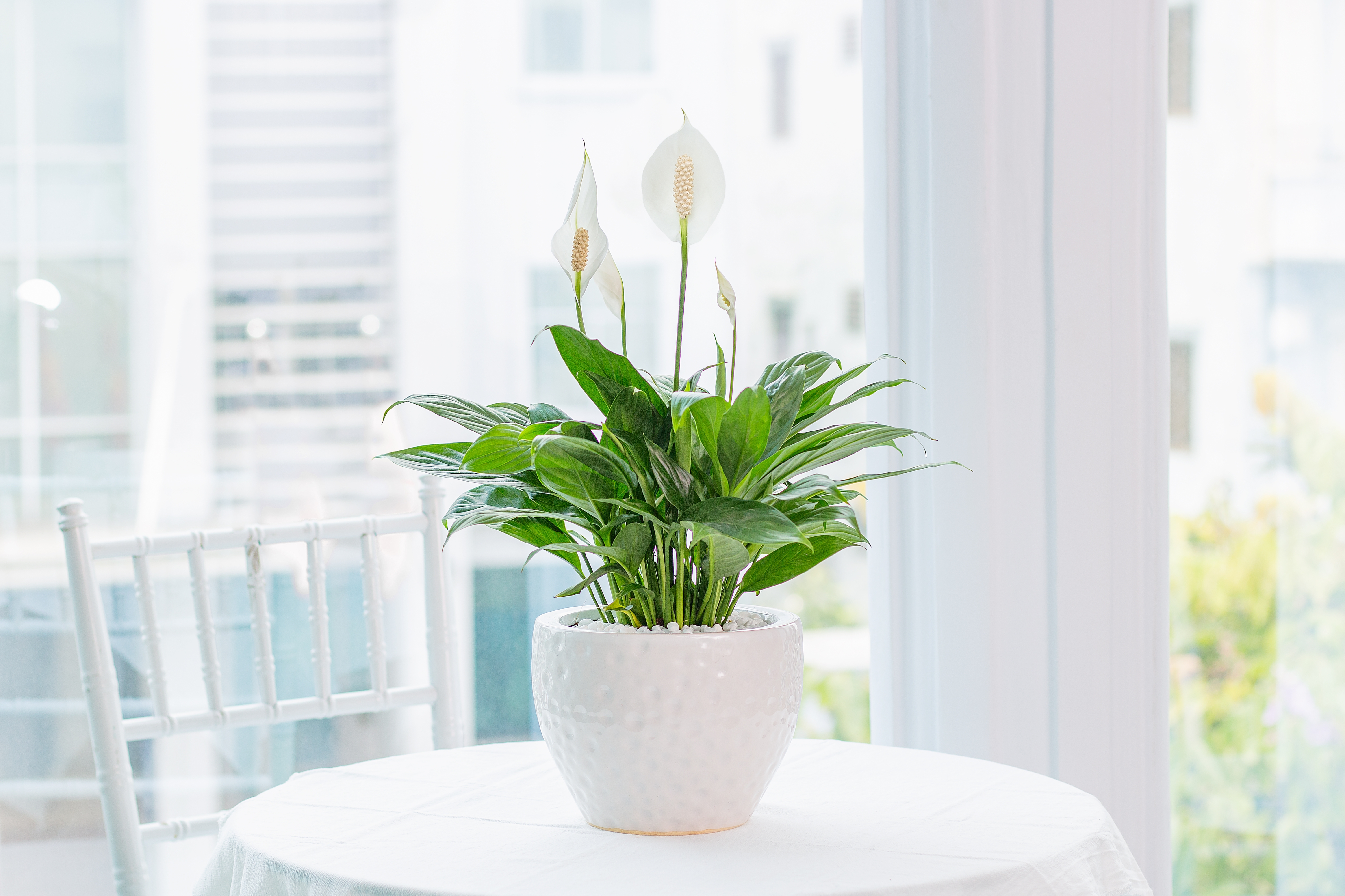 Planta de lírio-da-paz em um vaso branco sobre uma mesa redonda, com fundo iluminado por janelas grandes.
