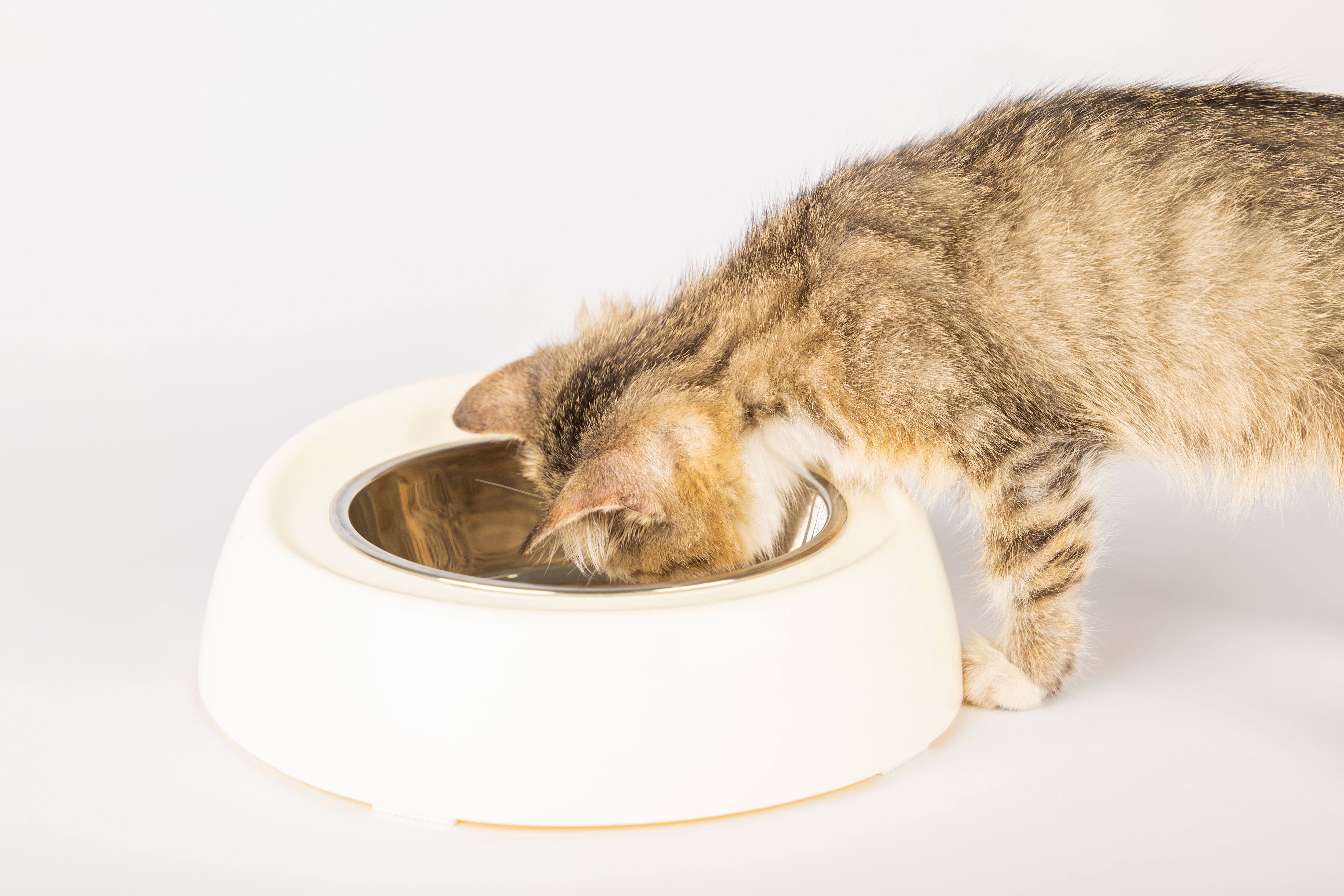 Gato filhote de pelagem rajada marrom e bege bebendo água ou comendo em um comedouro branco sobre um fundo claro.