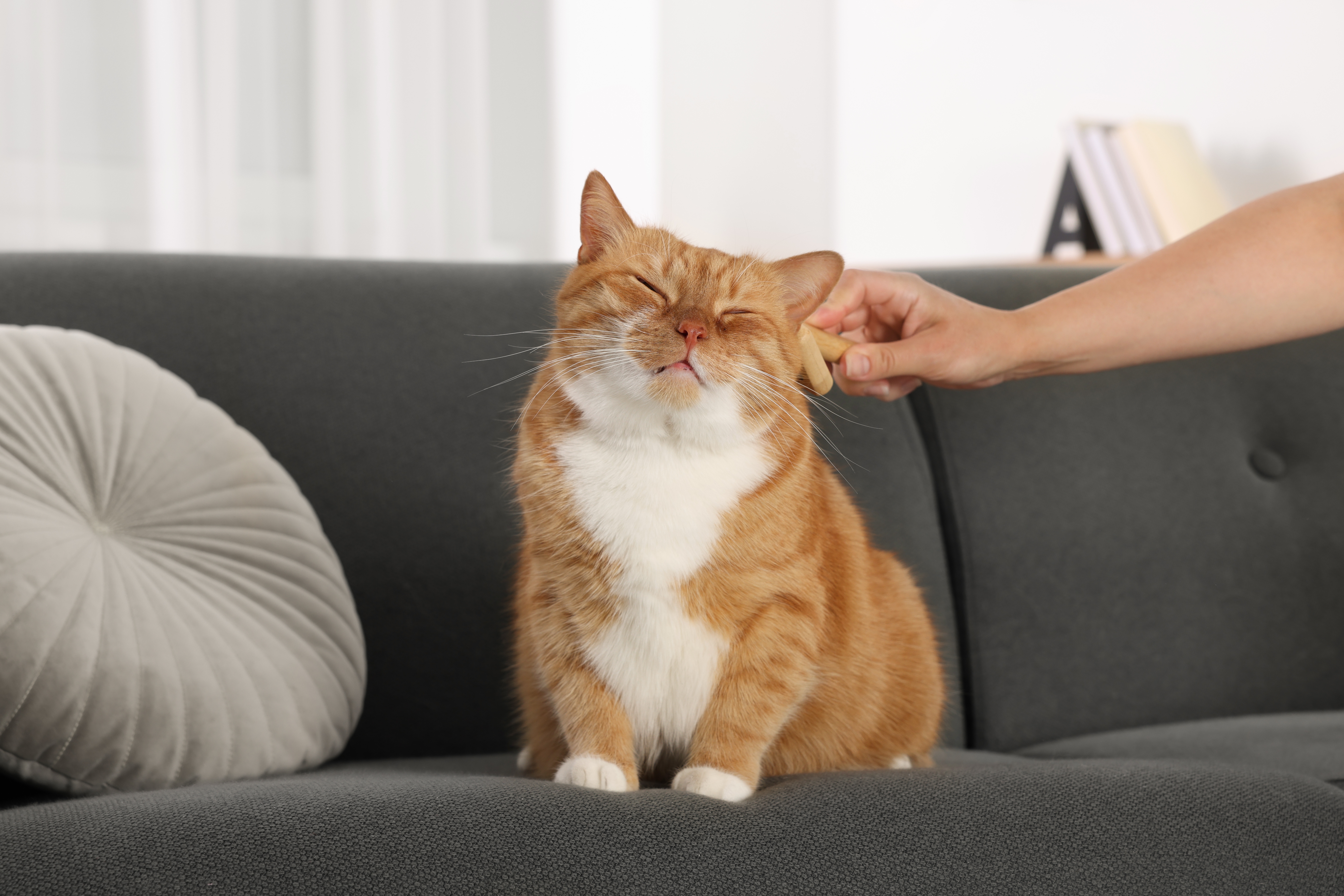Gato laranja com peito branco sentado em um sofá cinza, recebendo carinho na cabeça de uma mão humana, com expressão de contentamento.