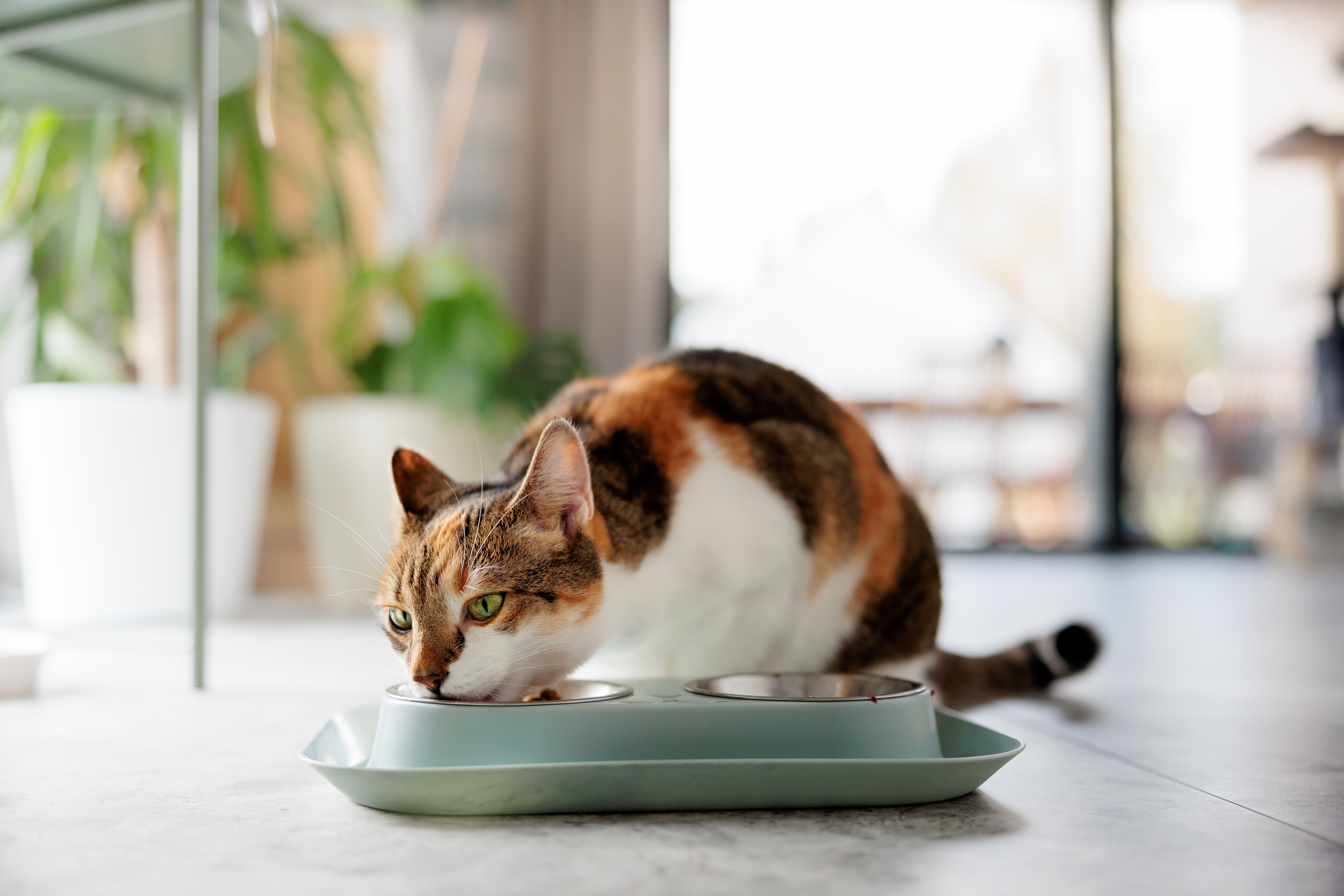 Gato tricolor comendo em um comedouro azul claro, em um ambiente interno iluminado com plantas e janelas ao fundo.