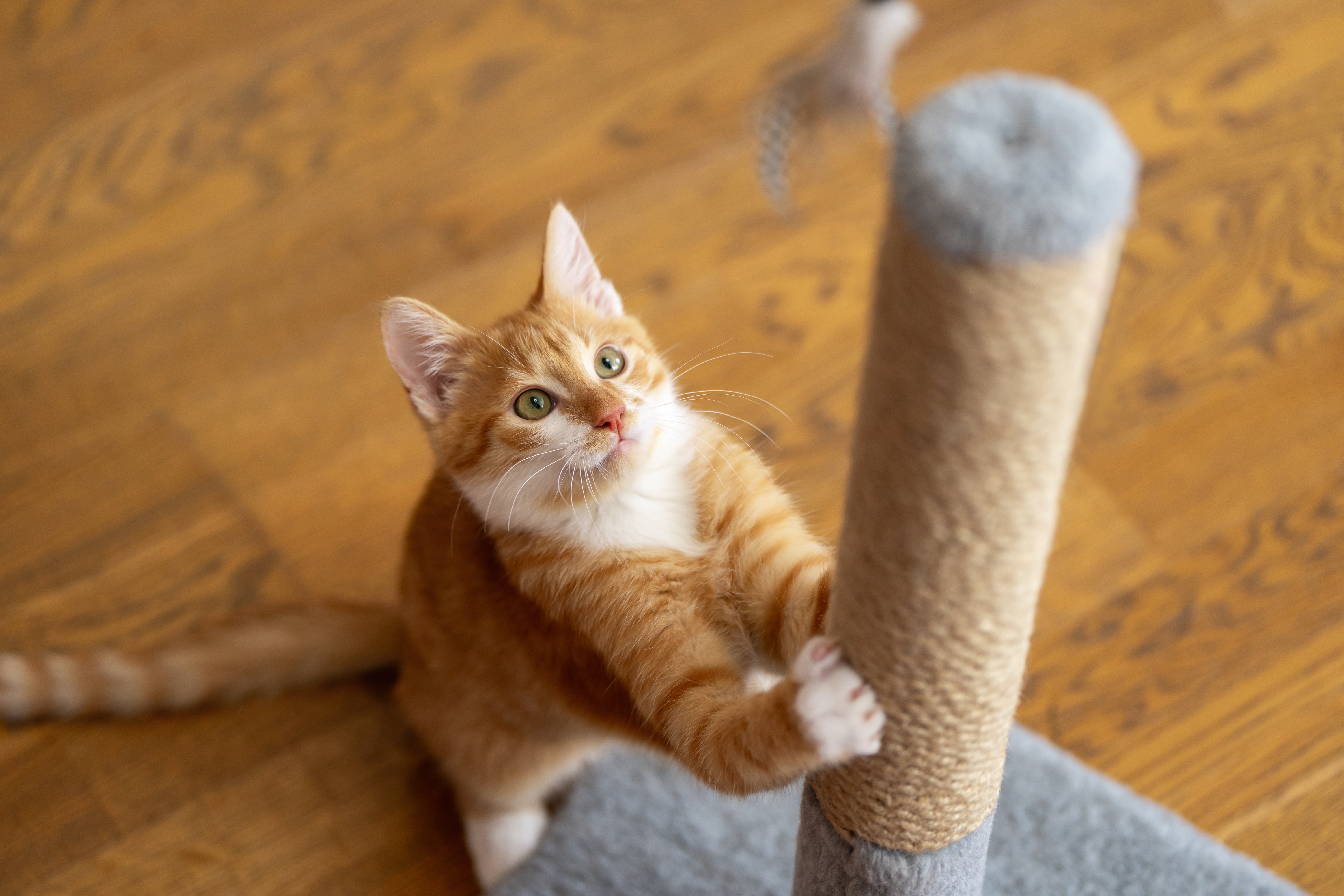 Gato laranja e branco brincando em um arranhador de sisal em um piso de madeira.