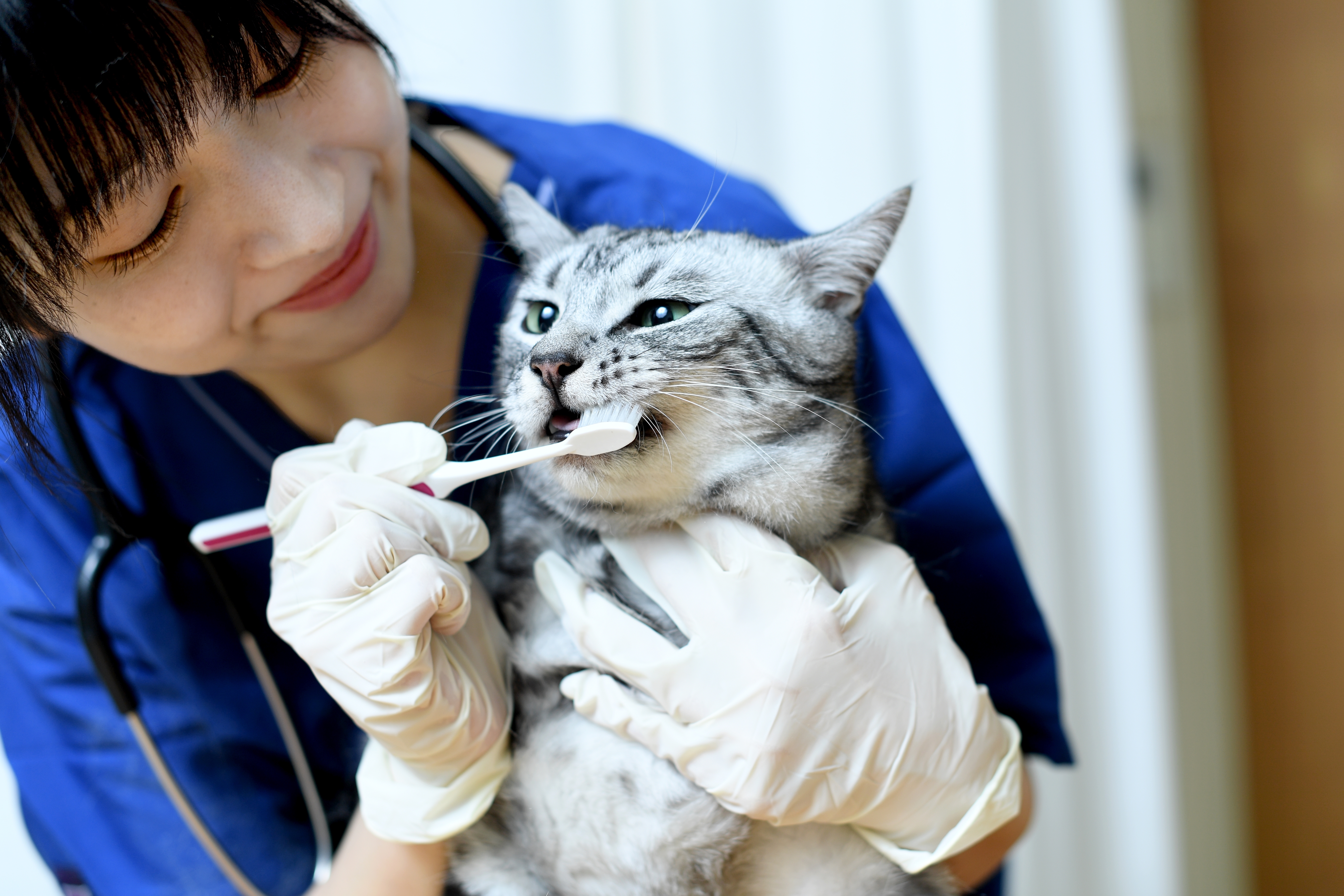 Veterinária de uniforme azul examinando um gato preto e branco sobre a mesa da clínica.