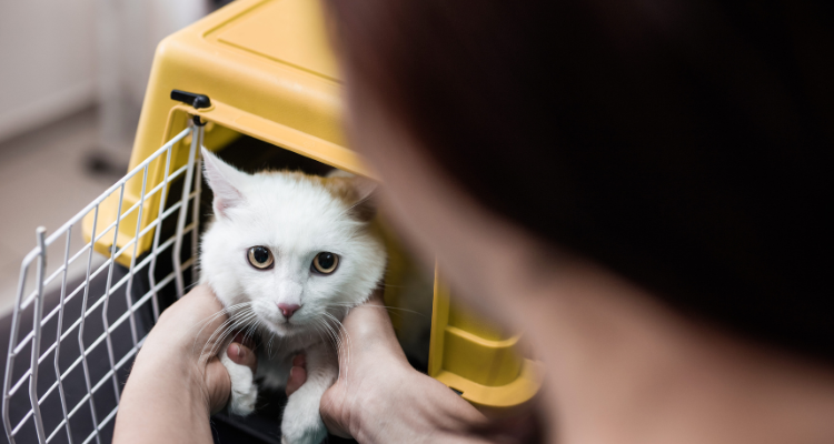 Um gato de pelo branco e olhos claros sendo retirado da caixa de transporte amarela por uma veterinária.