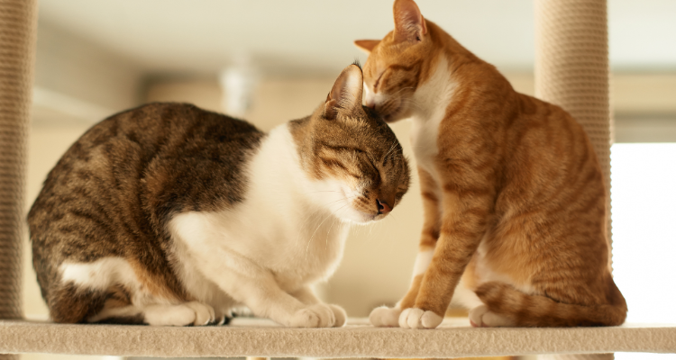 Em um poleiro bege um gato de pelo branco e marrom com listras pretas recebe carinho na cabeça de outro gato de pelo caramelo e branco com listras marrom e fundo desfocado