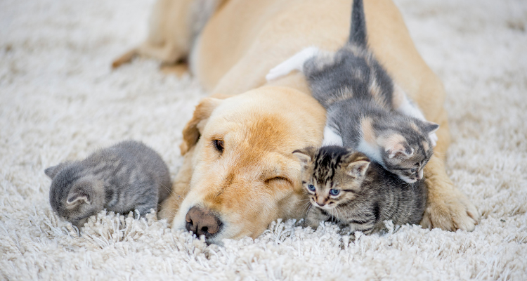 Em um tapete de pelo felpudo cinza está deitado um cão de pelo caramelo com três filhotes de gato próximos ao seu rosto.