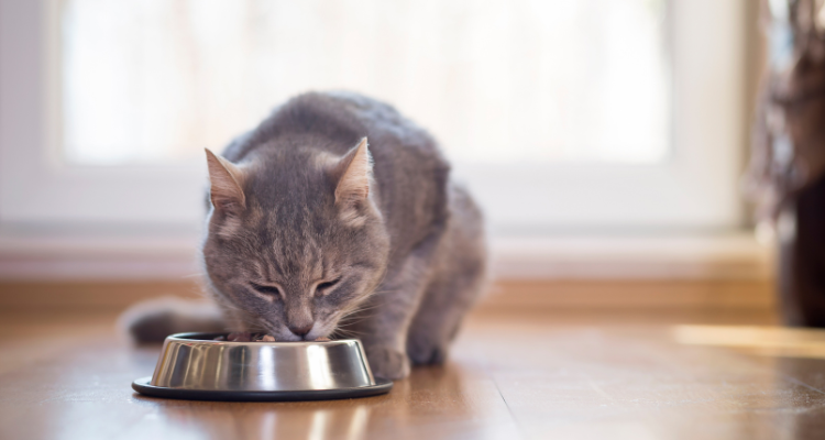  Imagem de um gato cinza sentado, comendo em uma vasilha de alumínio, com o piso de madeira e uma porta de vidro ao fundo.