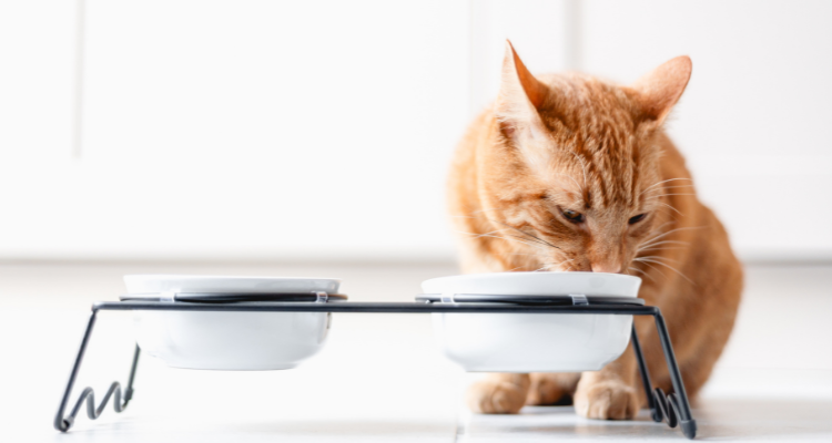 Imagem de um gato laranja sentado comendo em um pote branco que está apoiado em um comedouro pet.