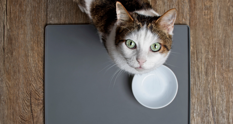  Imagem de um gato branco com manchas marrons e olhos verdes olhando para cima. Na sua frente, há um pote branco vazio no chão.