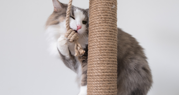 Imagem de um gato cinza e branco sentado com a pata dianteira e a boca em um pedaço de corda sisal do arranhador.