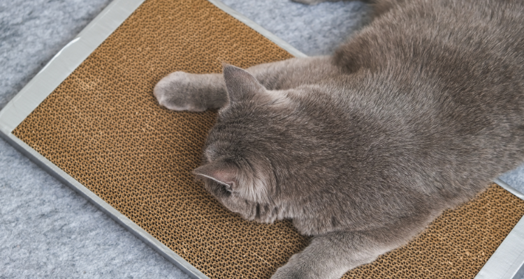 Imagem de um gato cinza e branco sentado com a pata dianteira e a boca em um pedaço de corda sisal do arranhador.