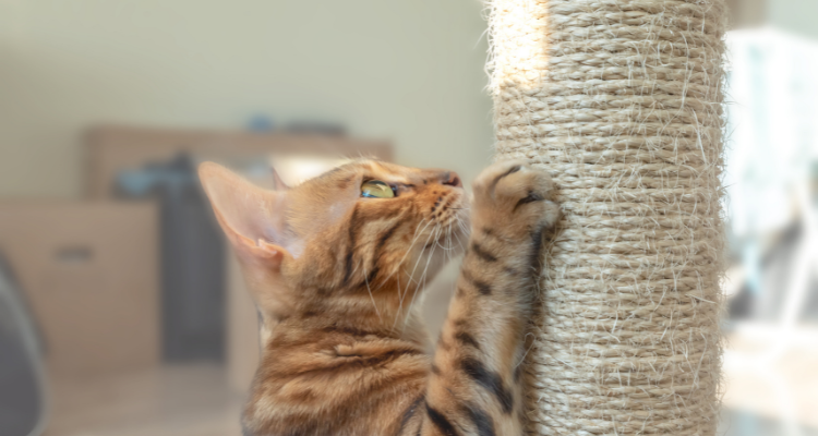Imagem de um gato malhado amarelo, marrom e branco com a pata dianteira fixada em um arranhador de corda de sisal em formato de torre olhando para cima com caixas desfocadas de fundo.