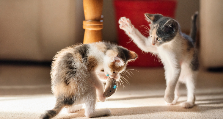 Dois gatinhos filhotes brincando